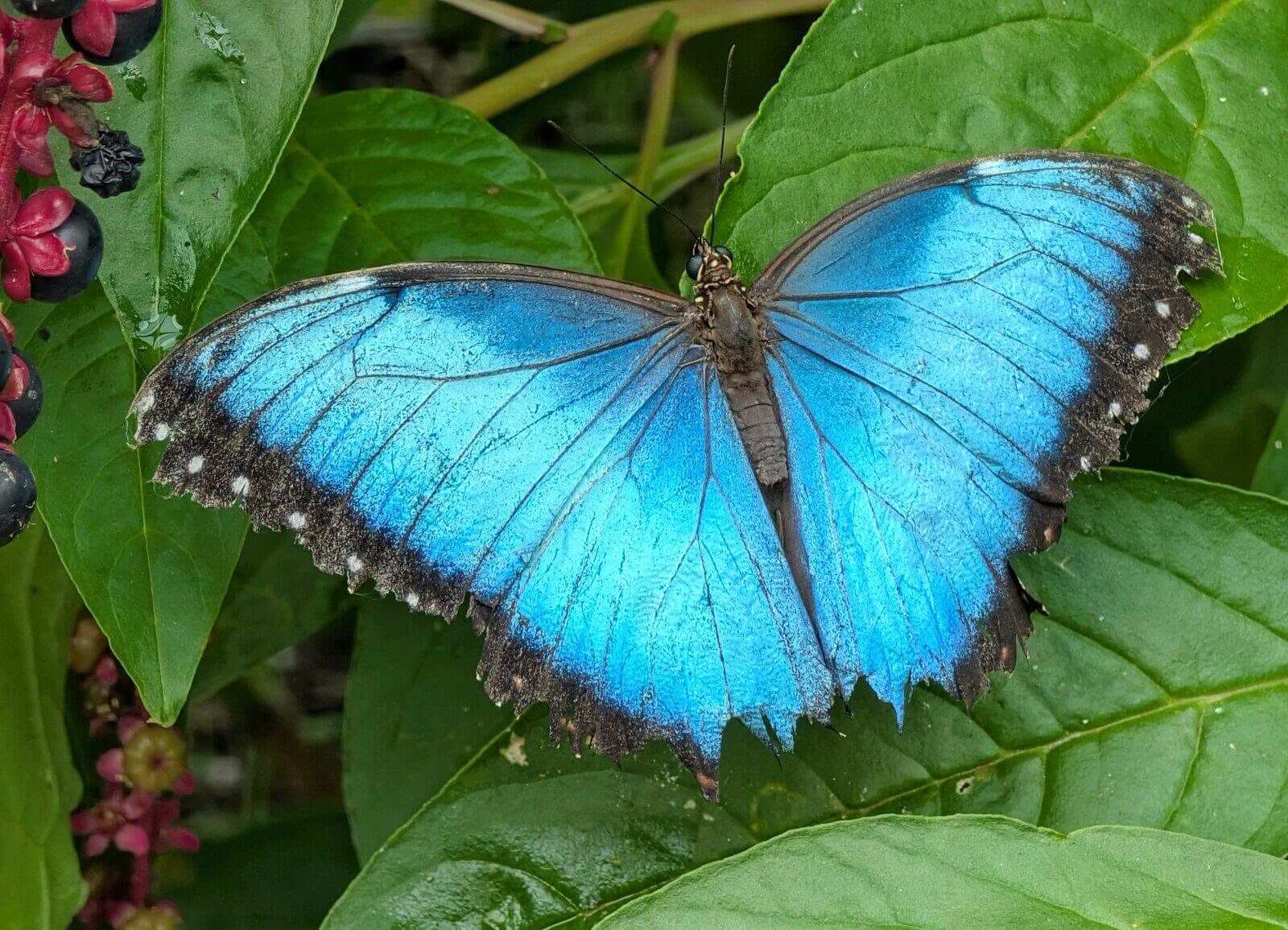 A blue morpho butterfly at Guy's butterfly house near St Hilary