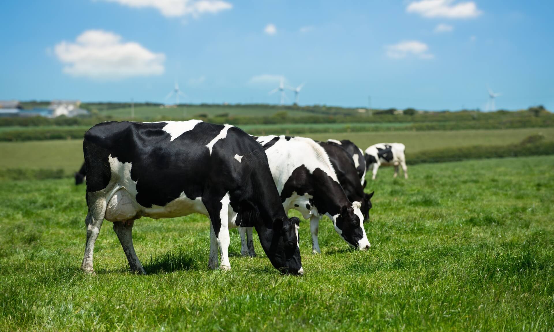 Dairy cows grazing in a green Cornish field with wind turbines on the horizon