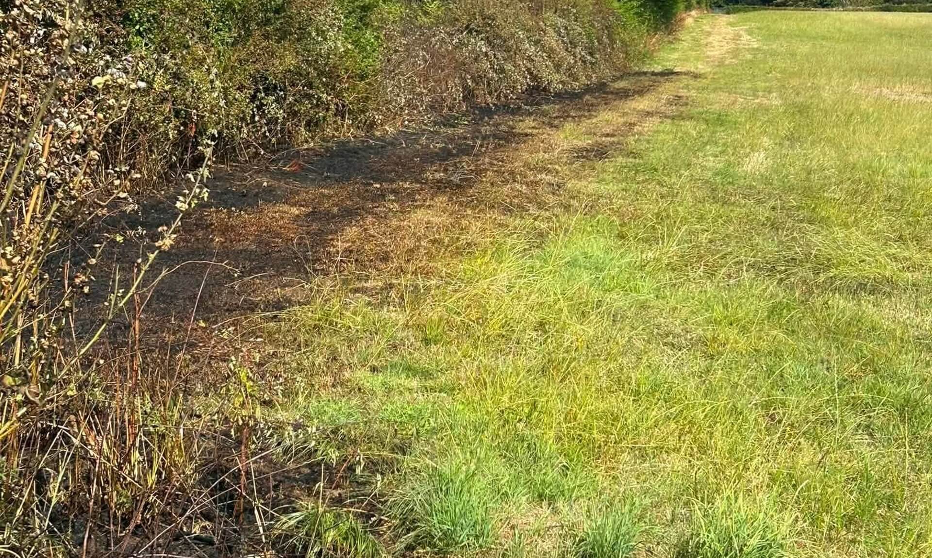 Scorched hedge line beside a green field after a fire in the open near Bude
