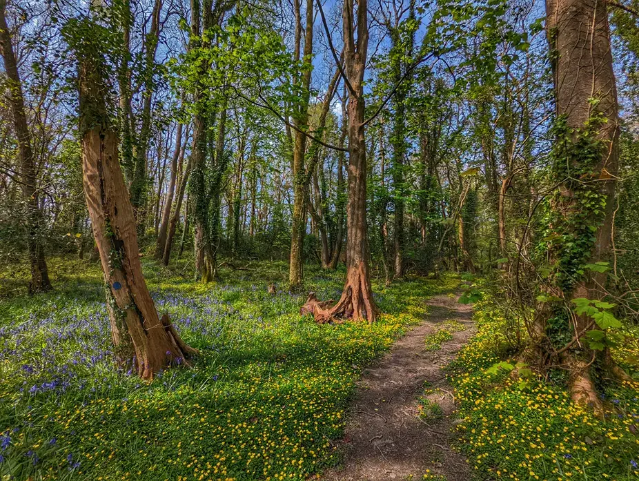 Bluebells and a woodland path in Bosahen Woods near Constantine
