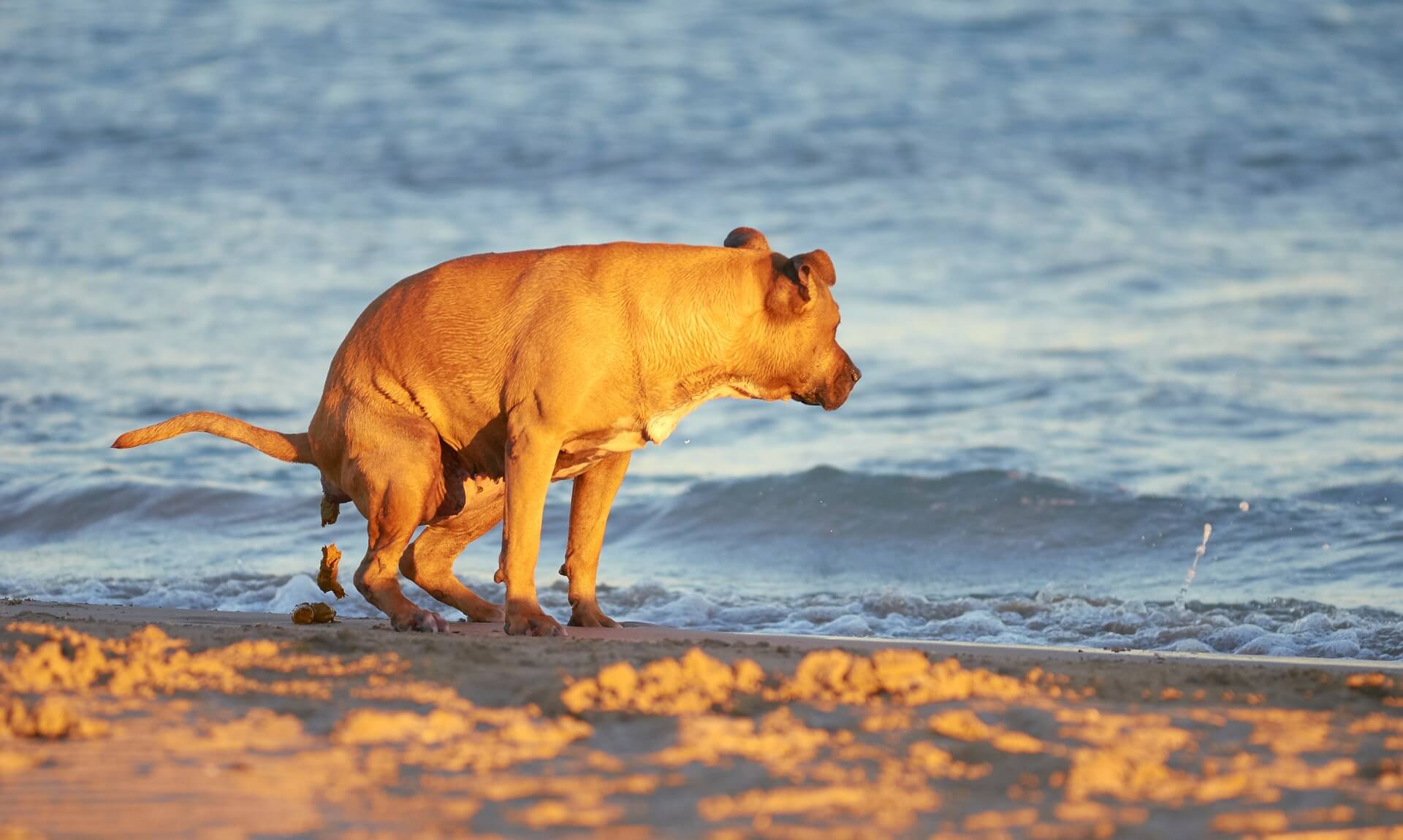 A dog fouling on a sandy beach at sunset by the shoreline in Cornwall