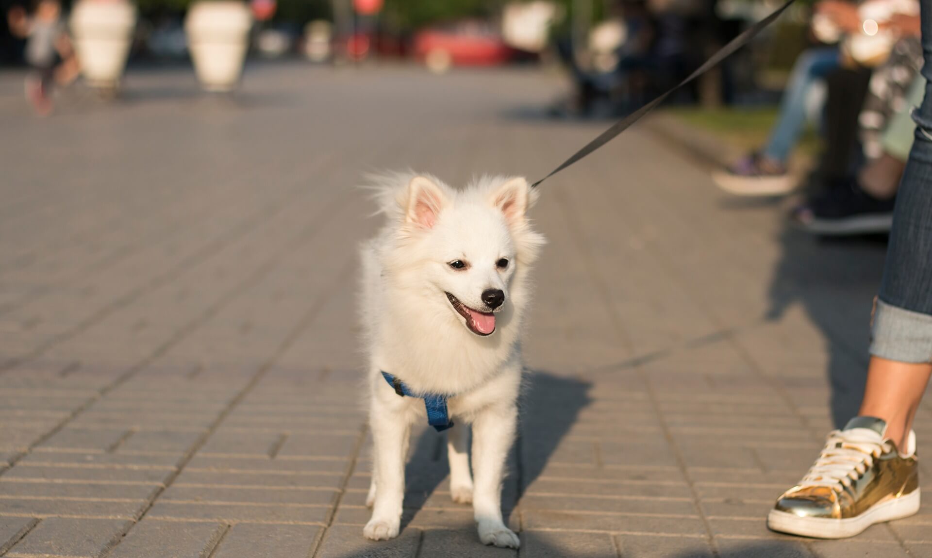 Small white dog on a lead walking on a sunlit paved street