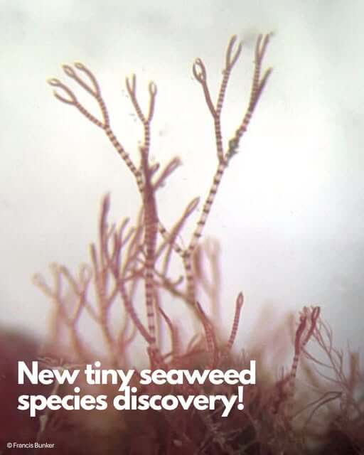 The newly discovered red Ceramium seaweed, only a few millimetres across, found in the Fal Estuary