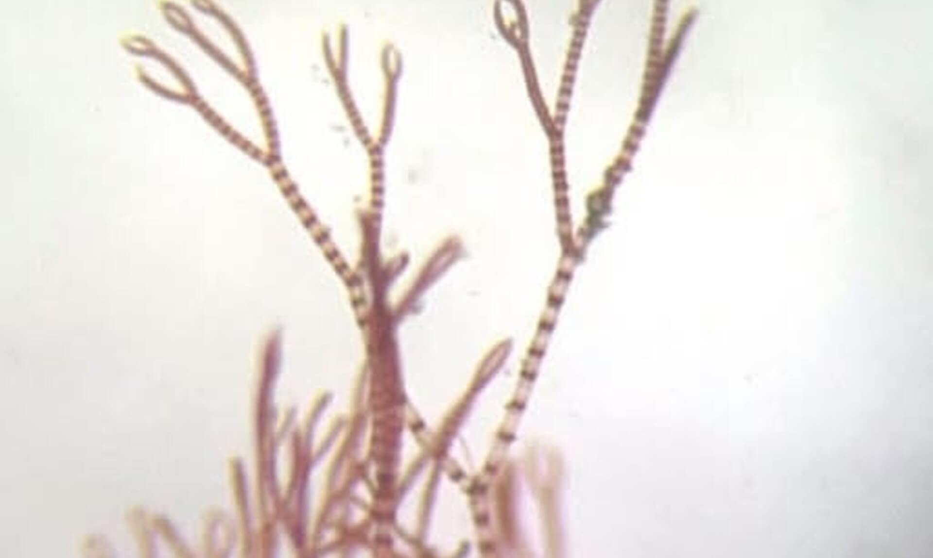 Microscope view of the tiny red Ceramium seaweed found on the Fal Estuary maerl beds