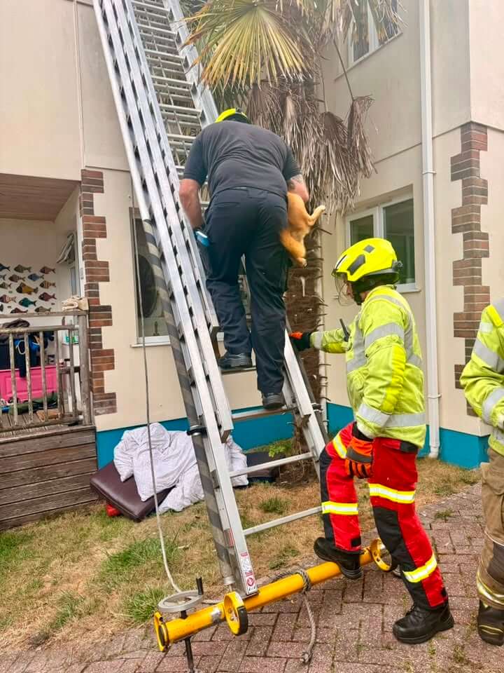 A firefighter carries Sweetie down a ladder from the roof in Boslowick