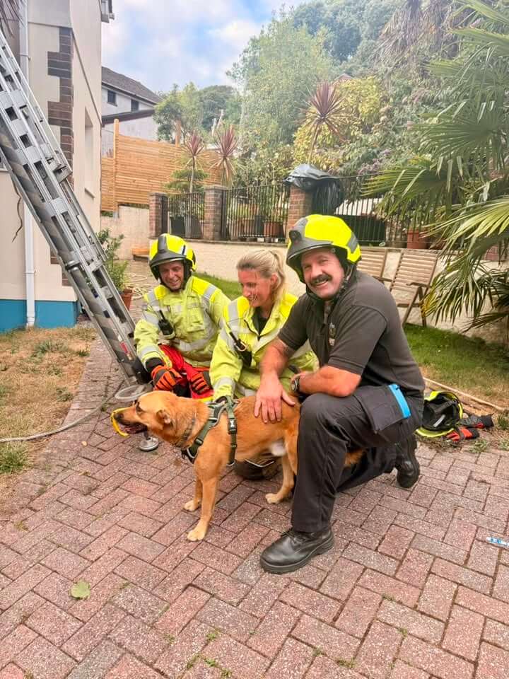Falmouth firefighters kneel with Sweetie the rescue dog after bringing him down from a Boslowick roof