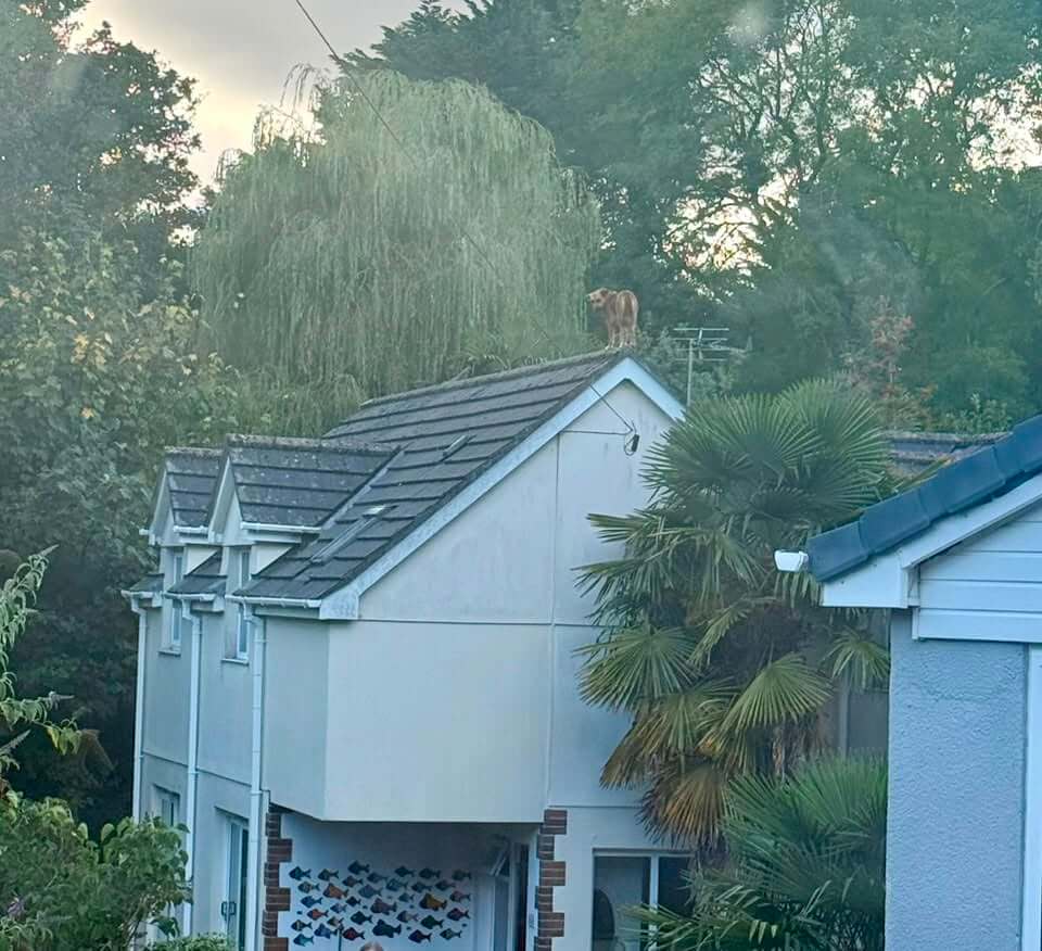 Sweetie the dog standing on the ridge of a house roof in Boslowick, Falmouth