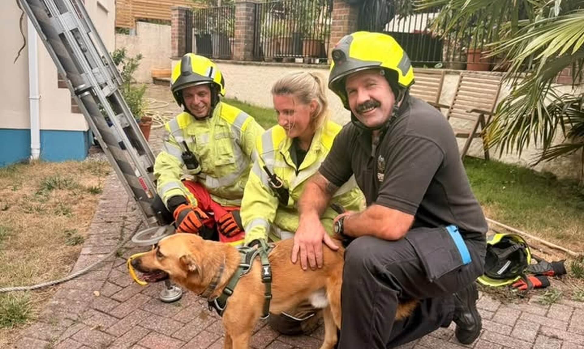 Falmouth firefighters kneel with Sweetie the rescue dog after bringing him down from a Boslowick roof