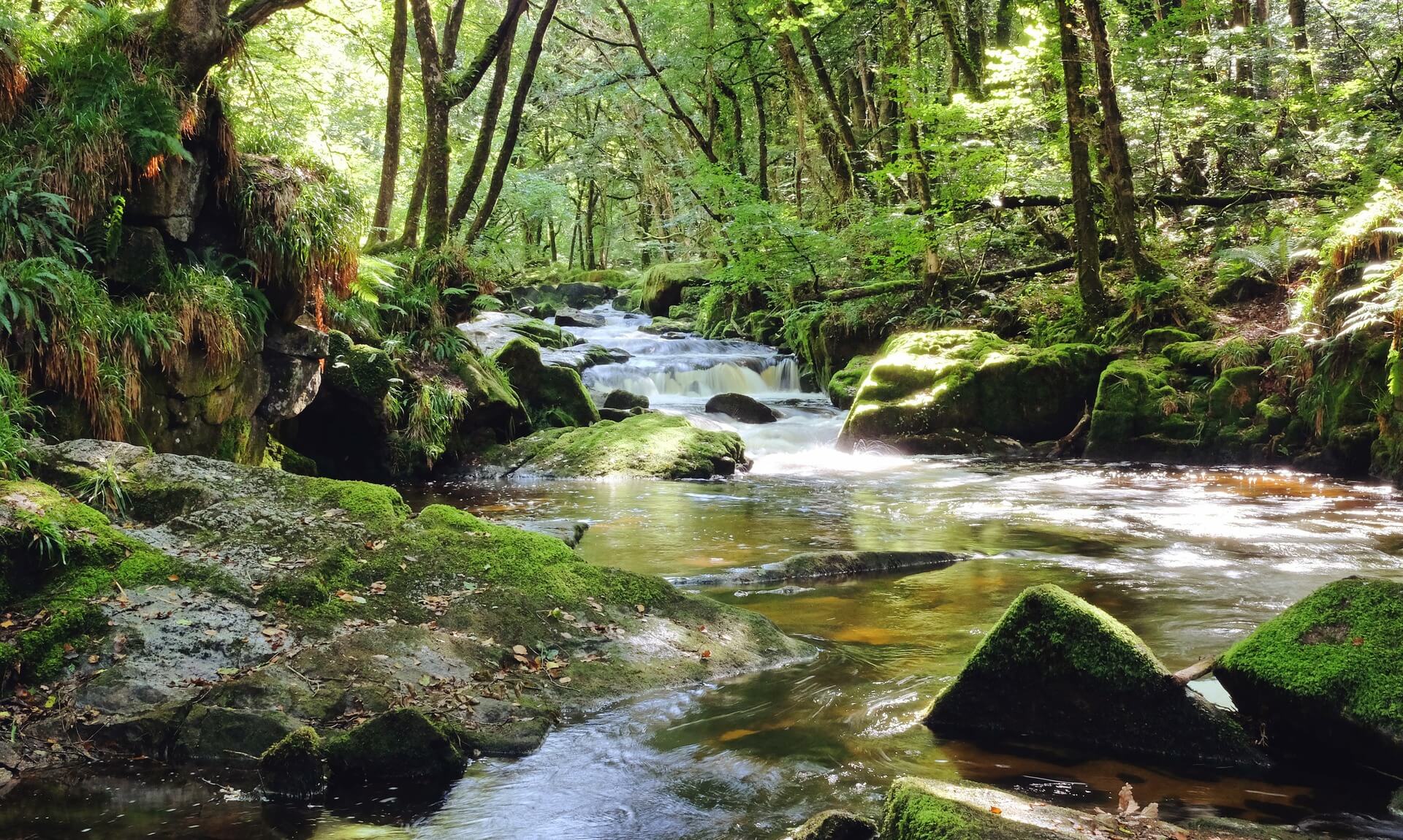 The River Fowey cascading through the oak woodland of Draynes Wood at Golitha Falls