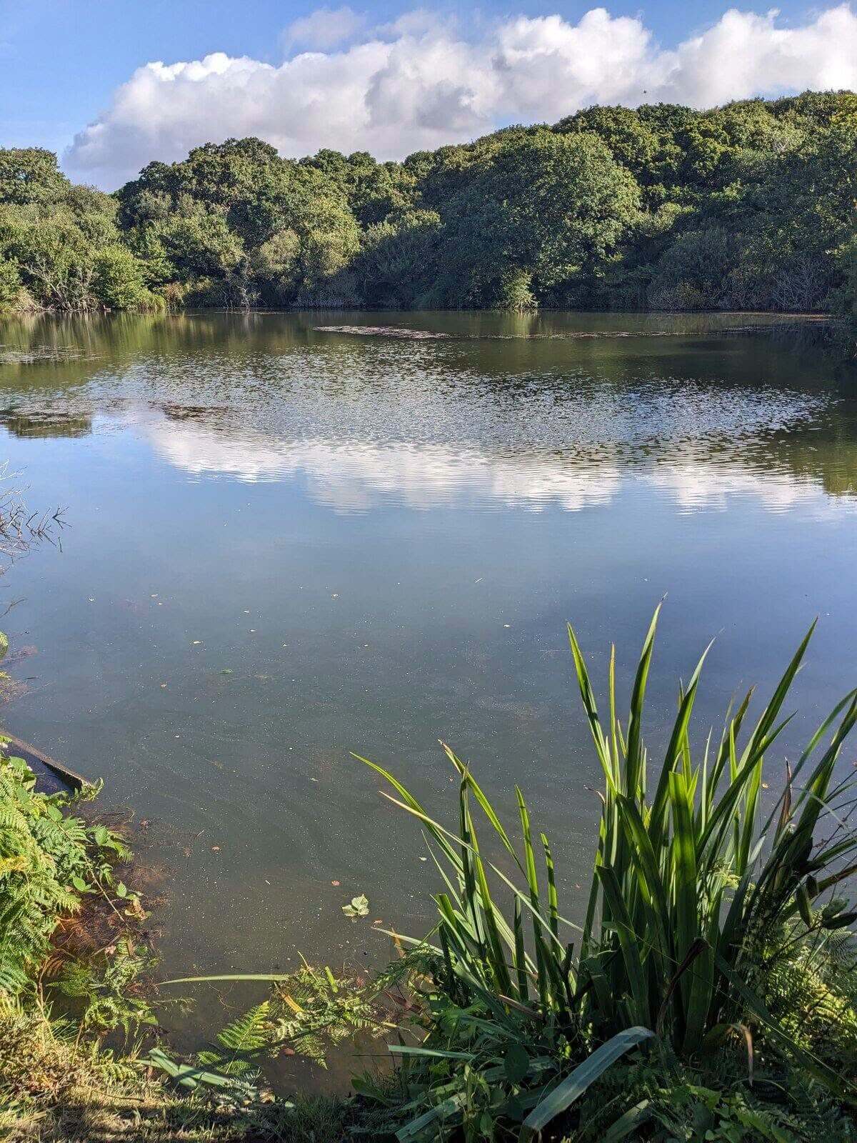 A still lake in the Hayle river valley surrounded by woodland