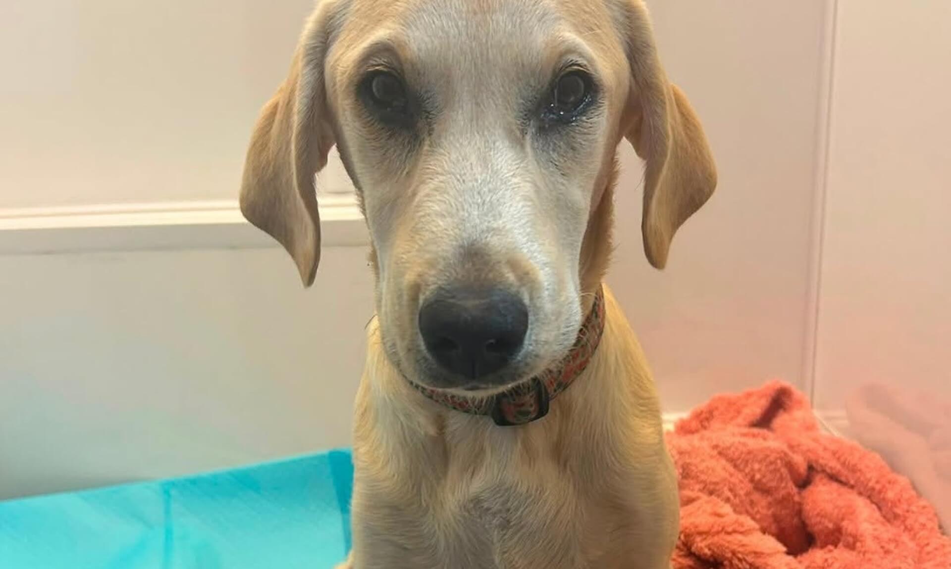 Hazel the puppy sitting in a vet recovery pen with a bandaged leg