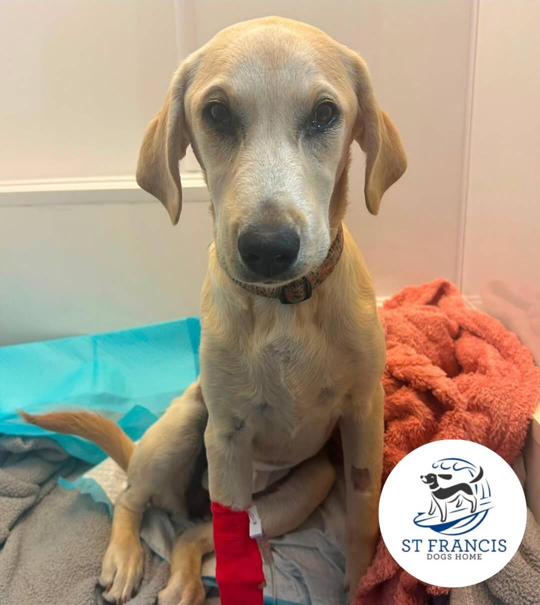 Hazel the puppy sitting in a vet recovery pen with a bandaged leg