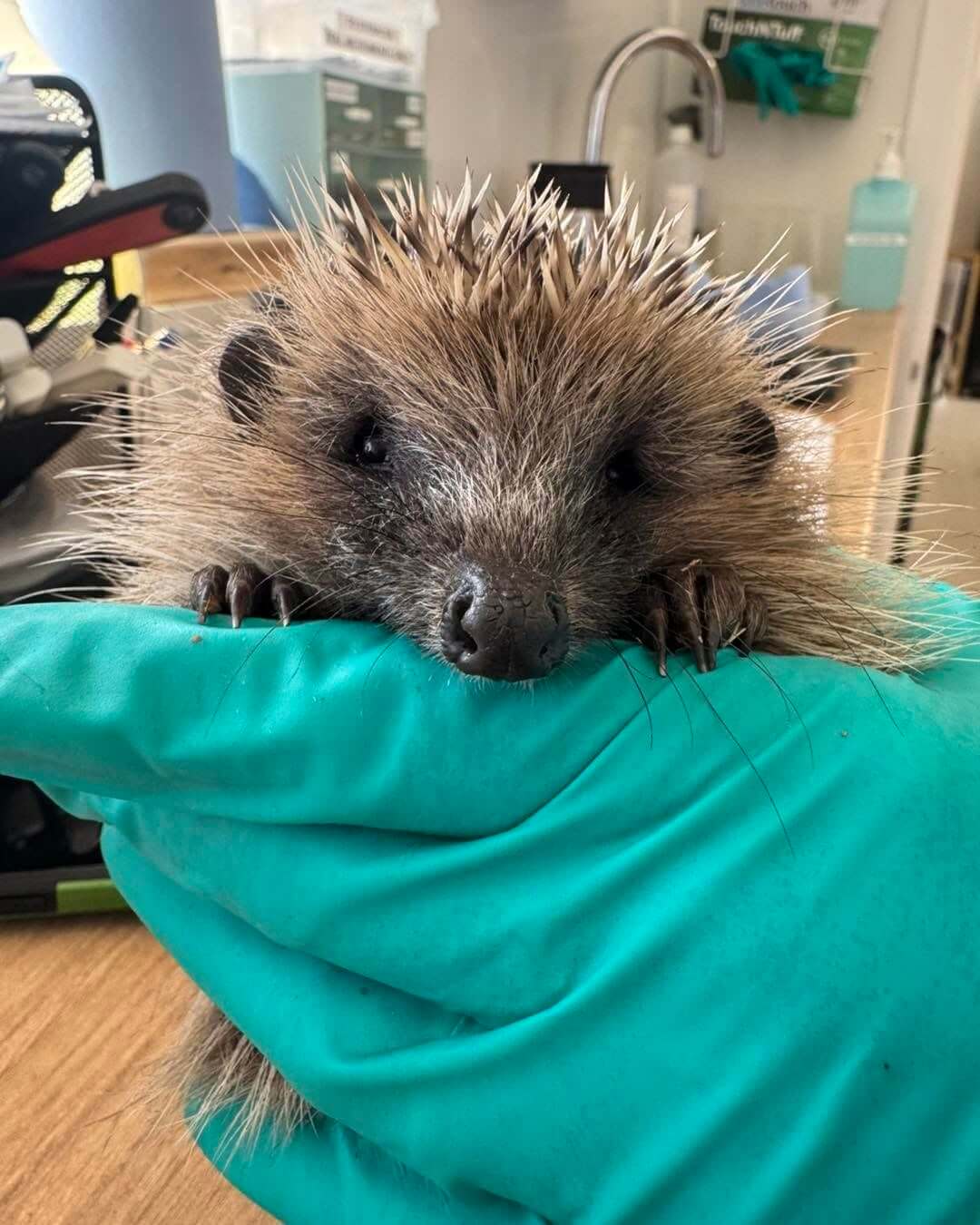 A hedgehog resting its chin and front paws on a gloved hand at a Cornwall hedgehog rescue