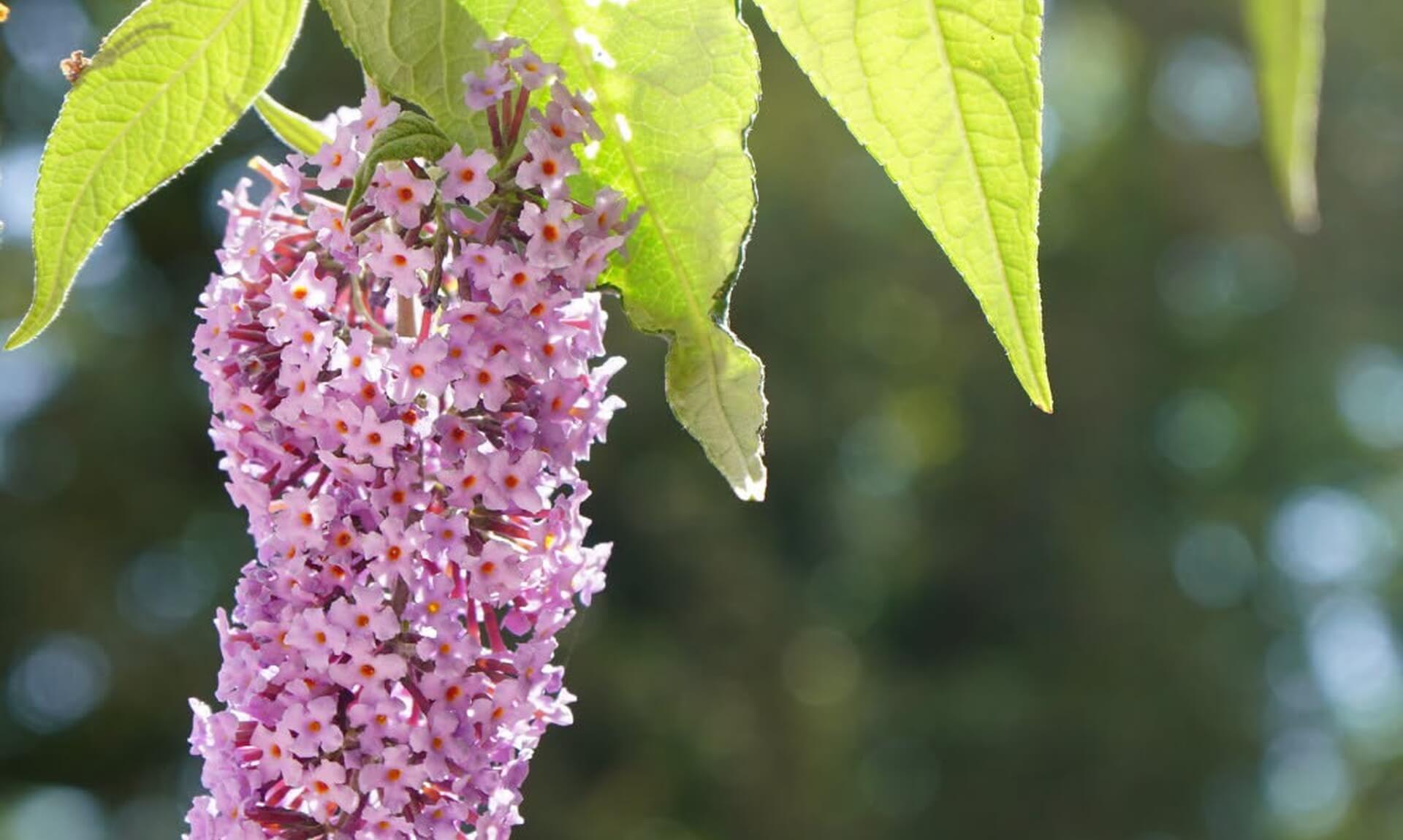 Buddleia flowers in bloom at The Lost Gardens of Heligan