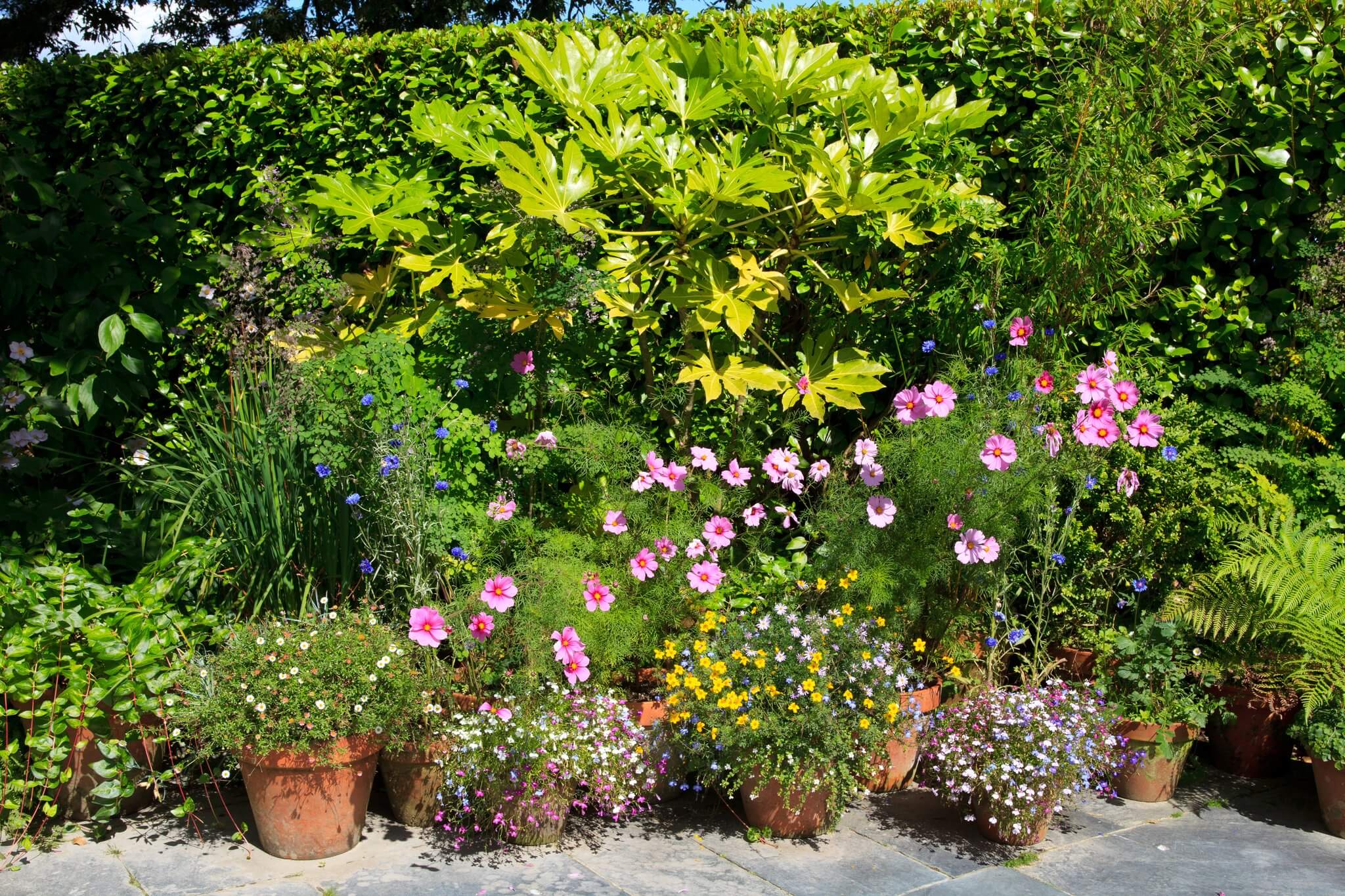 A container border of terracotta pots and cottage flowers at the Lost Gardens of Heligan