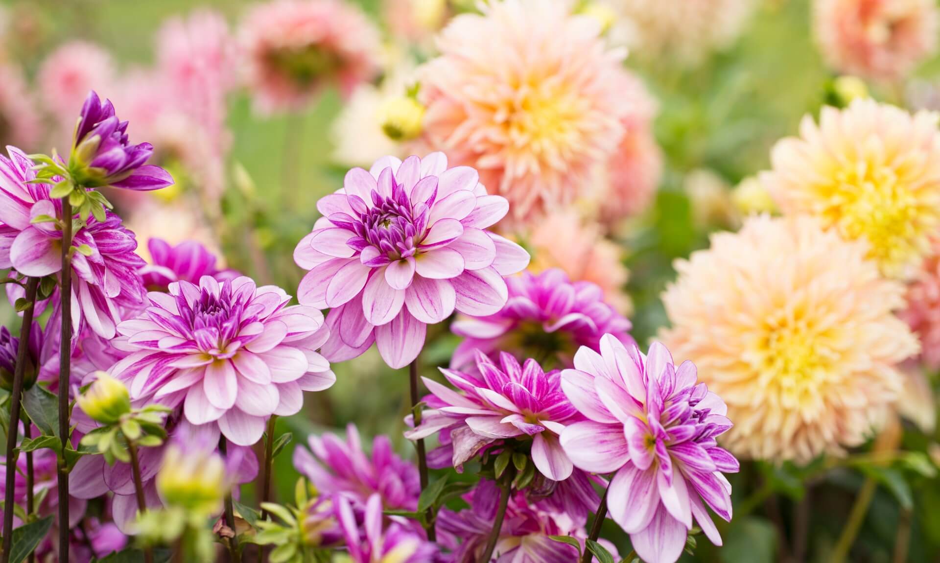 Pink, purple and apricot dahlias in bloom
