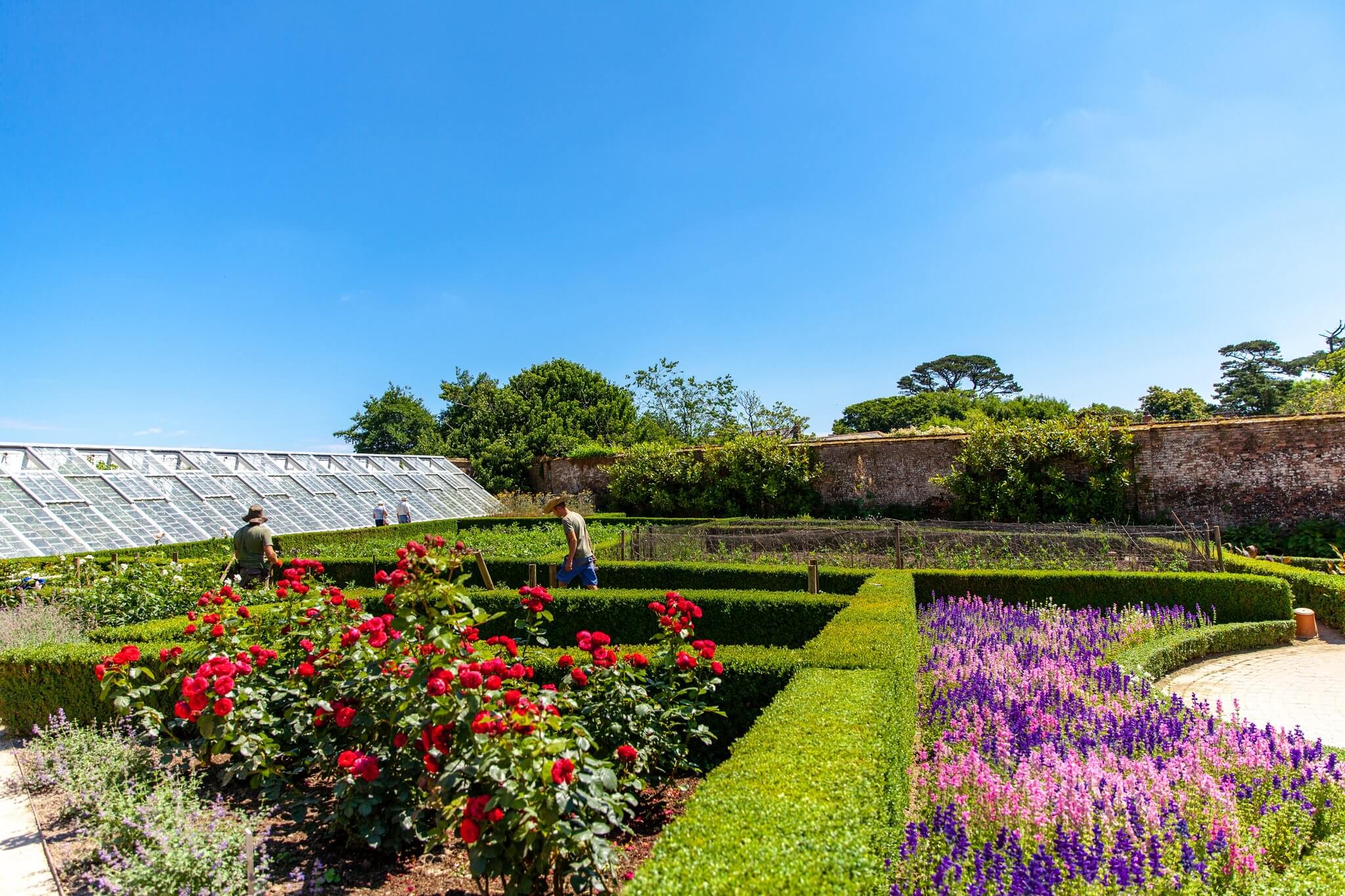 The walled Flower Garden at Heligan with red roses, salvia and a Victorian glasshouse
