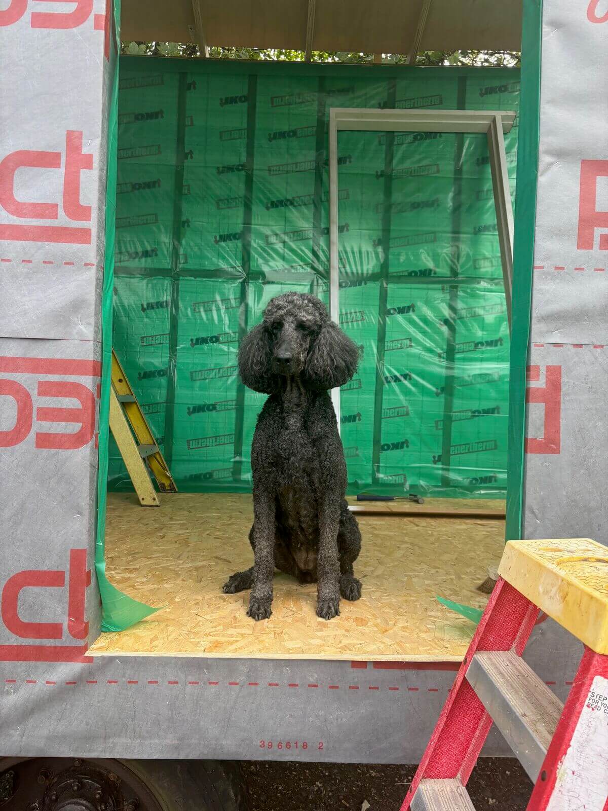 Matilda the dog sitting in the doorway of the part-built hut