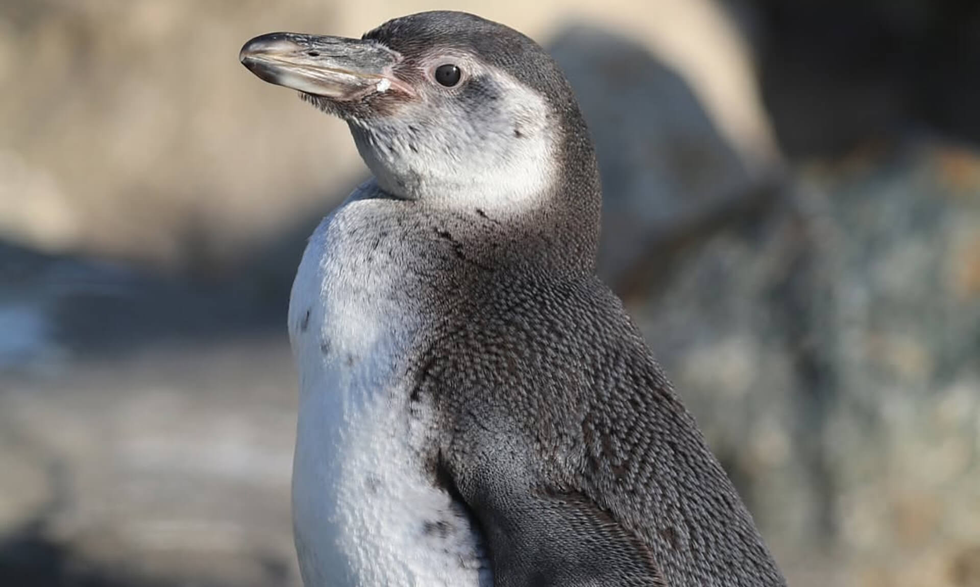 Humboldt penguin chick Lyonesse at Paradise Park in Hayle