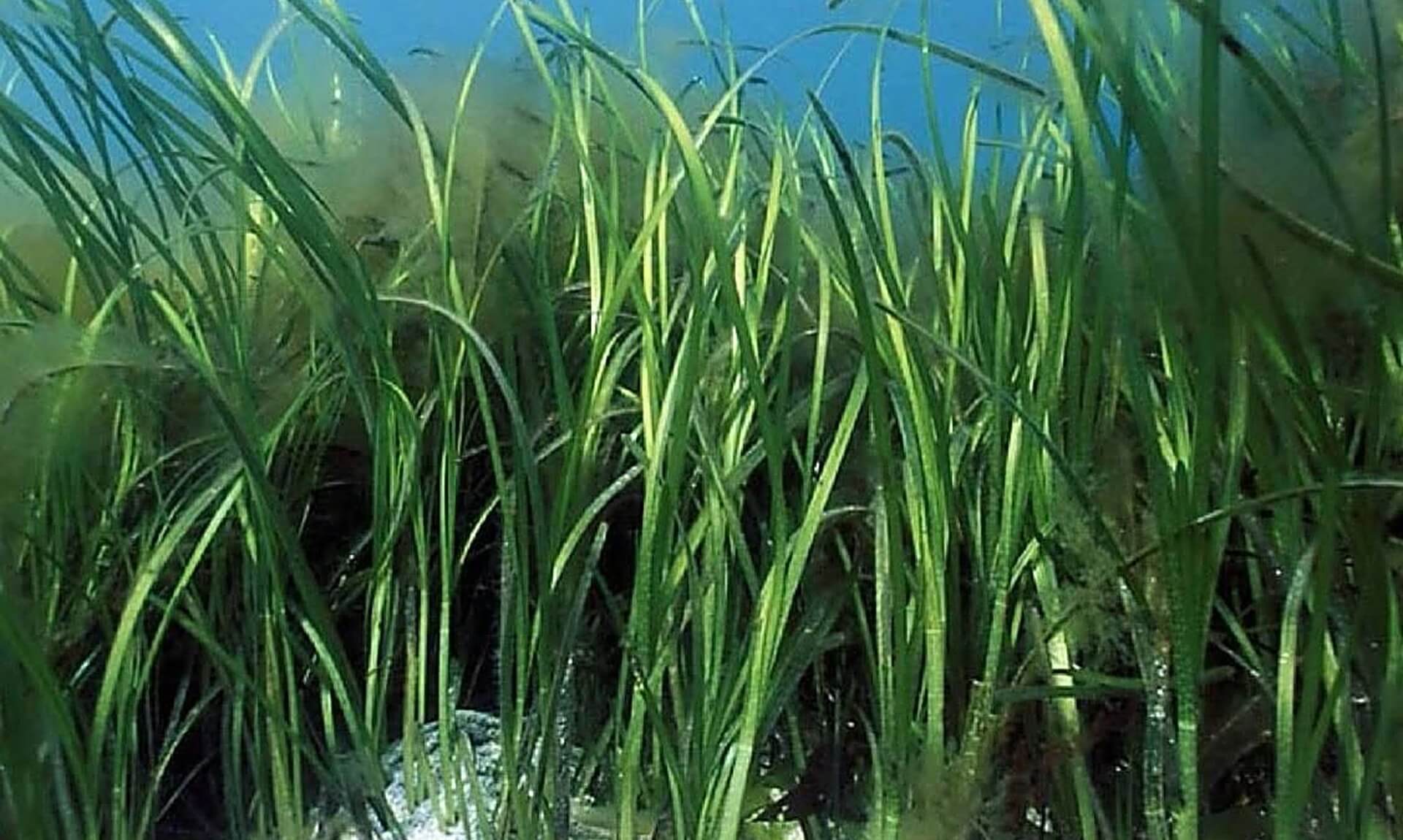 Seagrass meadow growing on the seabed