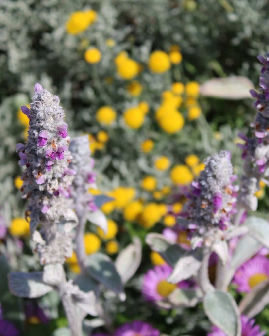 Silver-leaved plants with purple flower spikes and yellow blooms