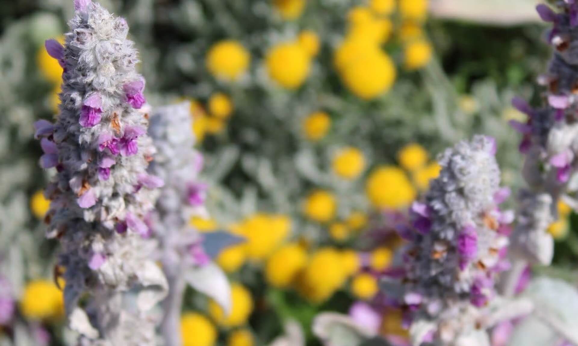 Silver-leaved plants with purple flower spikes and yellow blooms