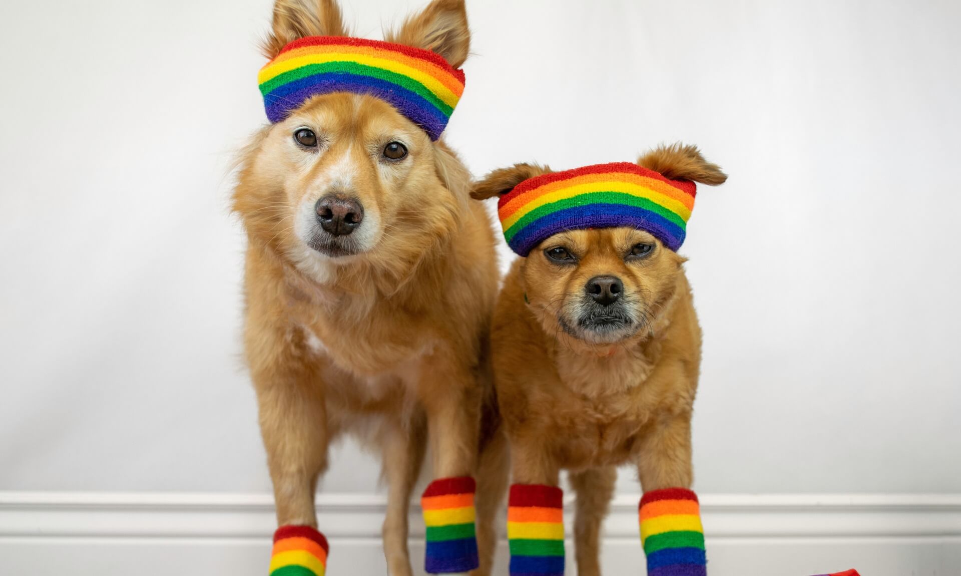 Two dogs wearing rainbow headbands and leg warmers ahead of Newquay's Pride Fun Dog Show
