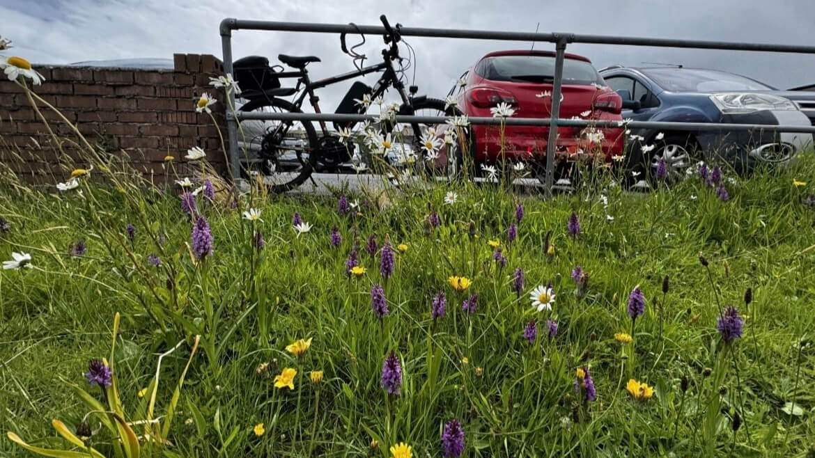 Wild orchids and daisies growing in long grass beside a car park at the Kernow Building in Pool