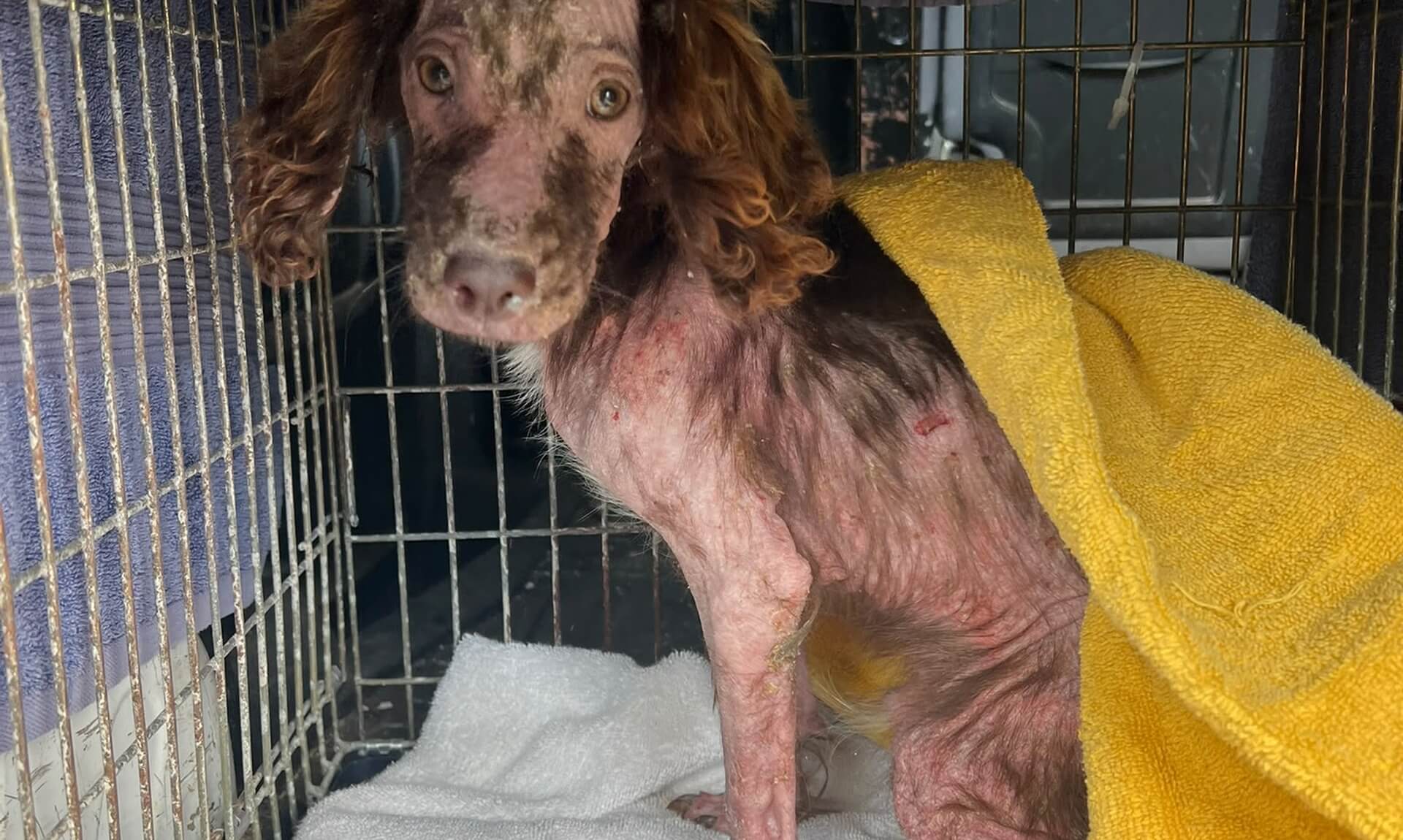 Peanut the puppy showing severe mange and hair loss in his kennel at RSPCA Cornwall
