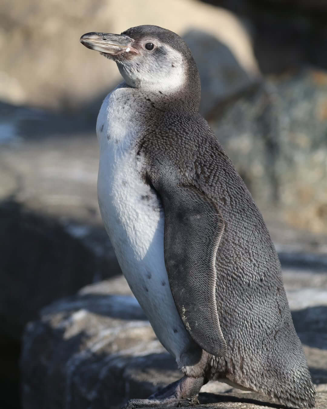 Humboldt penguin chick Lyonesse standing on rocks at Paradise Park in Hayle