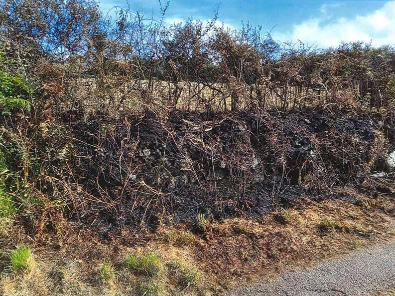 A hedge in Penponds burnt black after a fire started by youths
