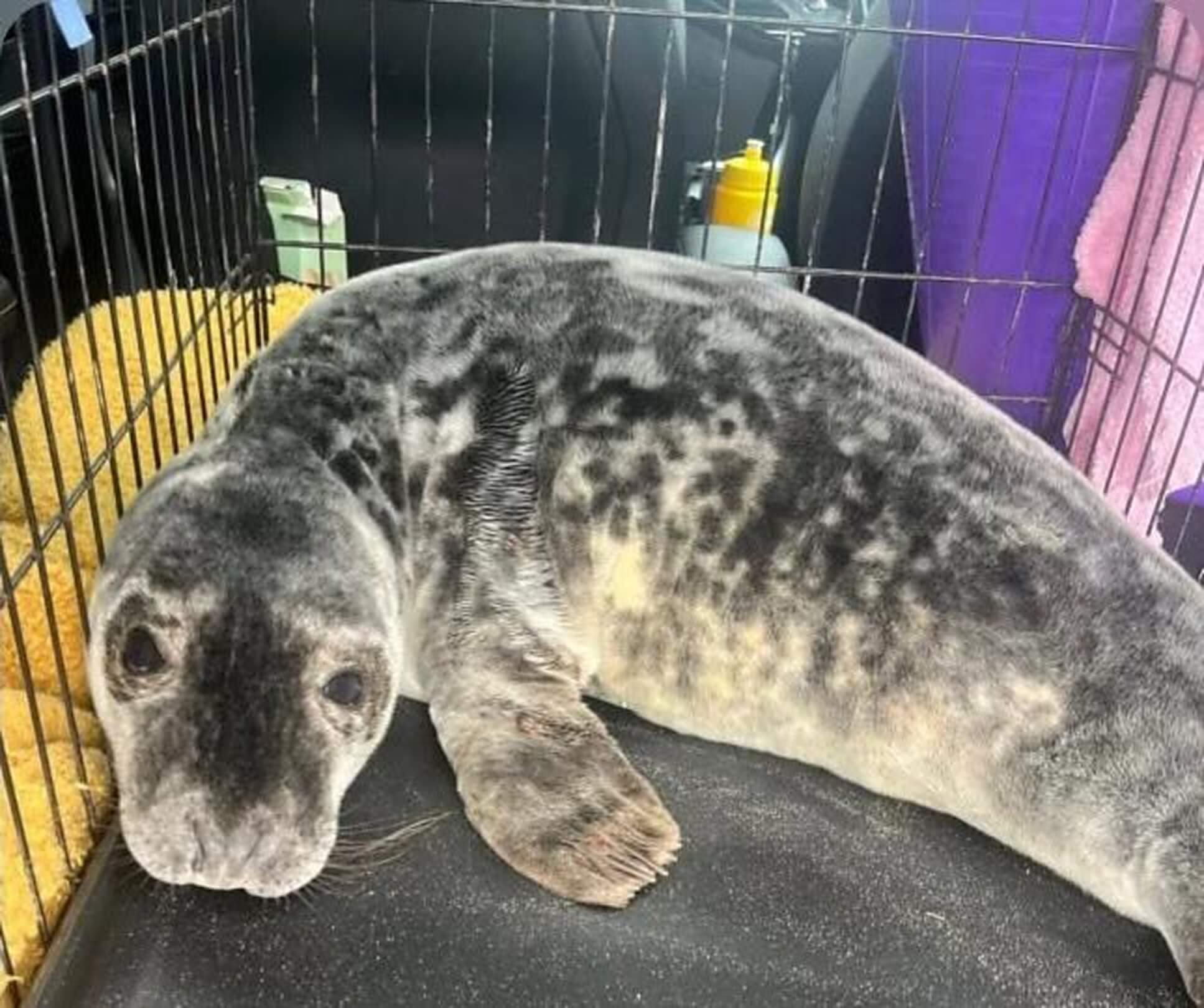 A grey seal pup resting in a rescue crate