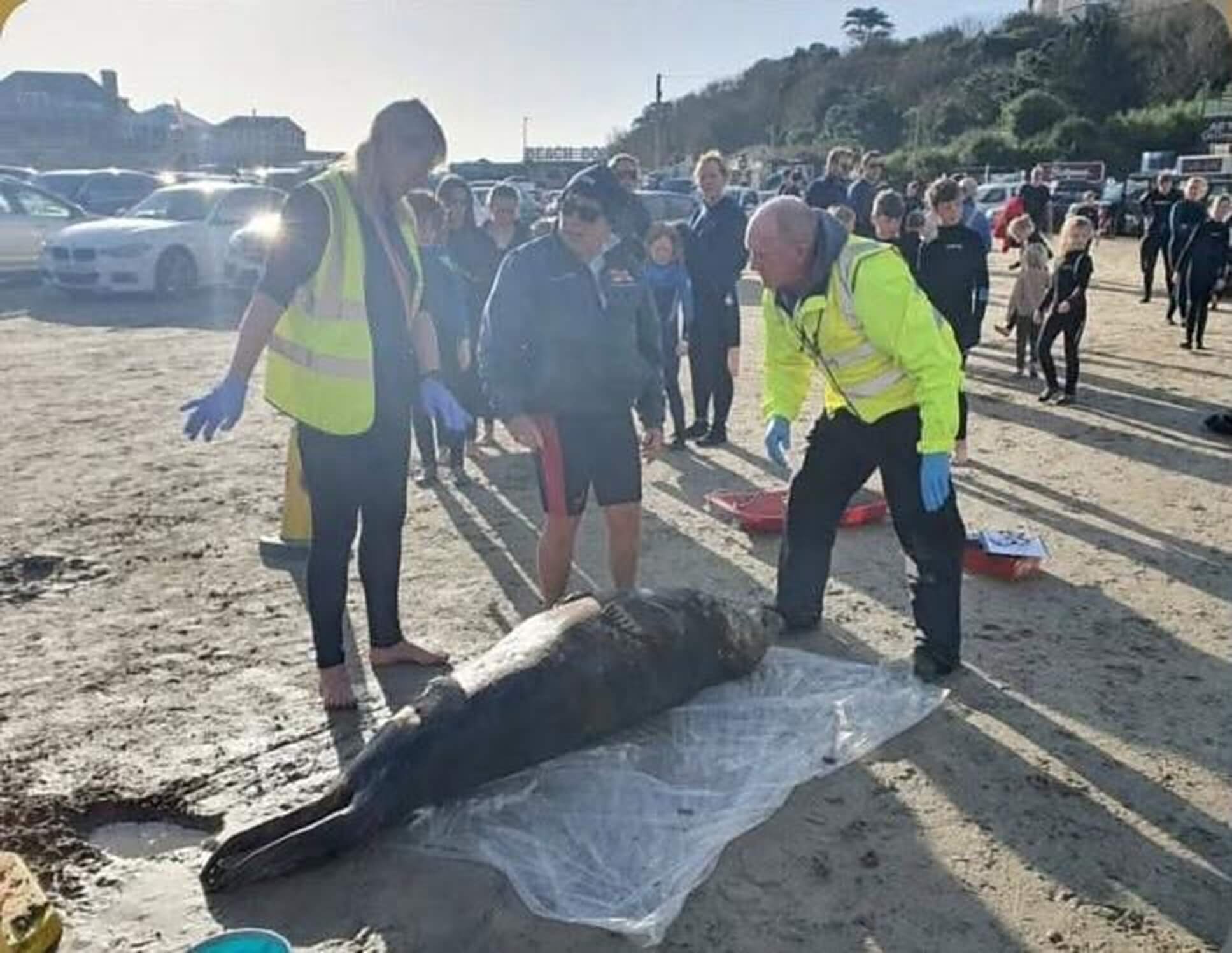 Beach rangers and BDMLR volunteers gather round a seal on Polzeath beach
