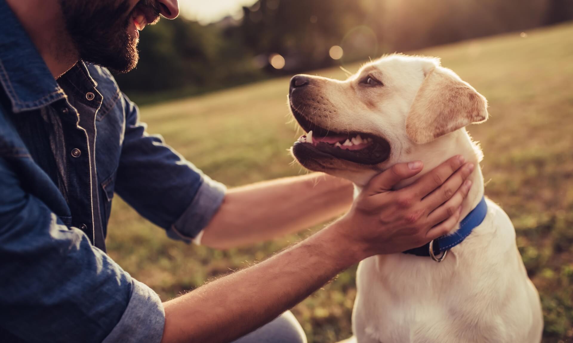 Dog owner crouching with Labrador in a Cornwall park at sunset