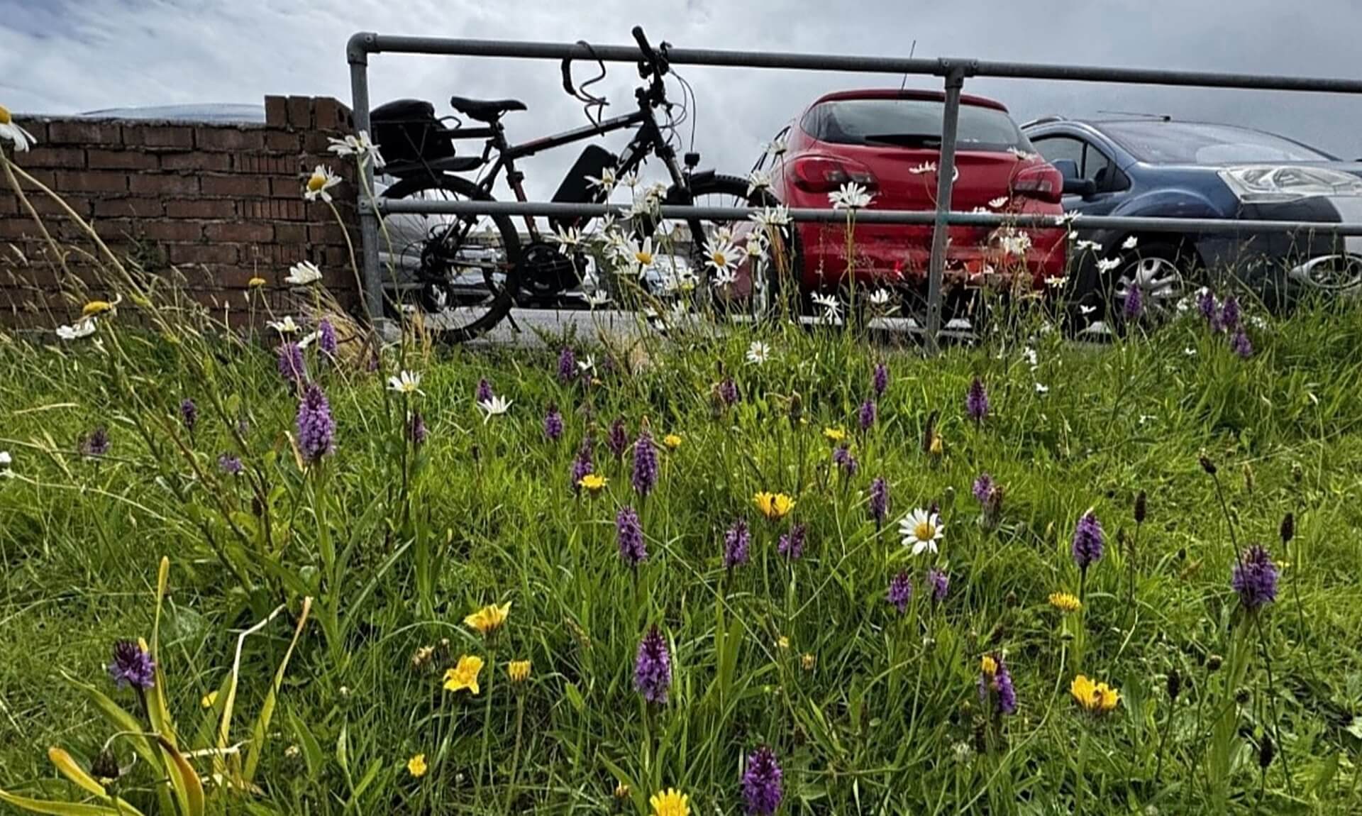 Wild orchids and daisies growing in long grass at the Kernow Building in Pool