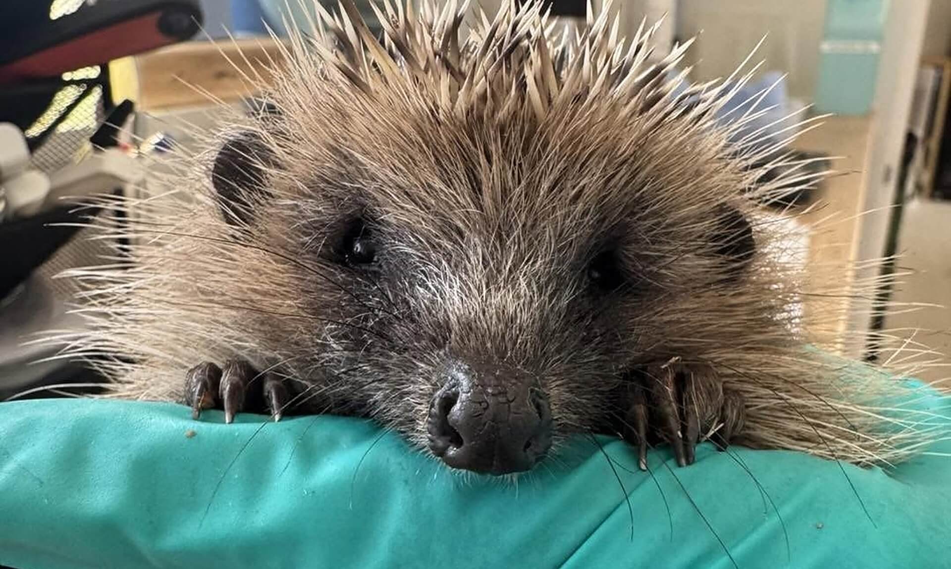 A hedgehog resting its chin and front paws on a gloved hand at a Cornwall hedgehog rescue