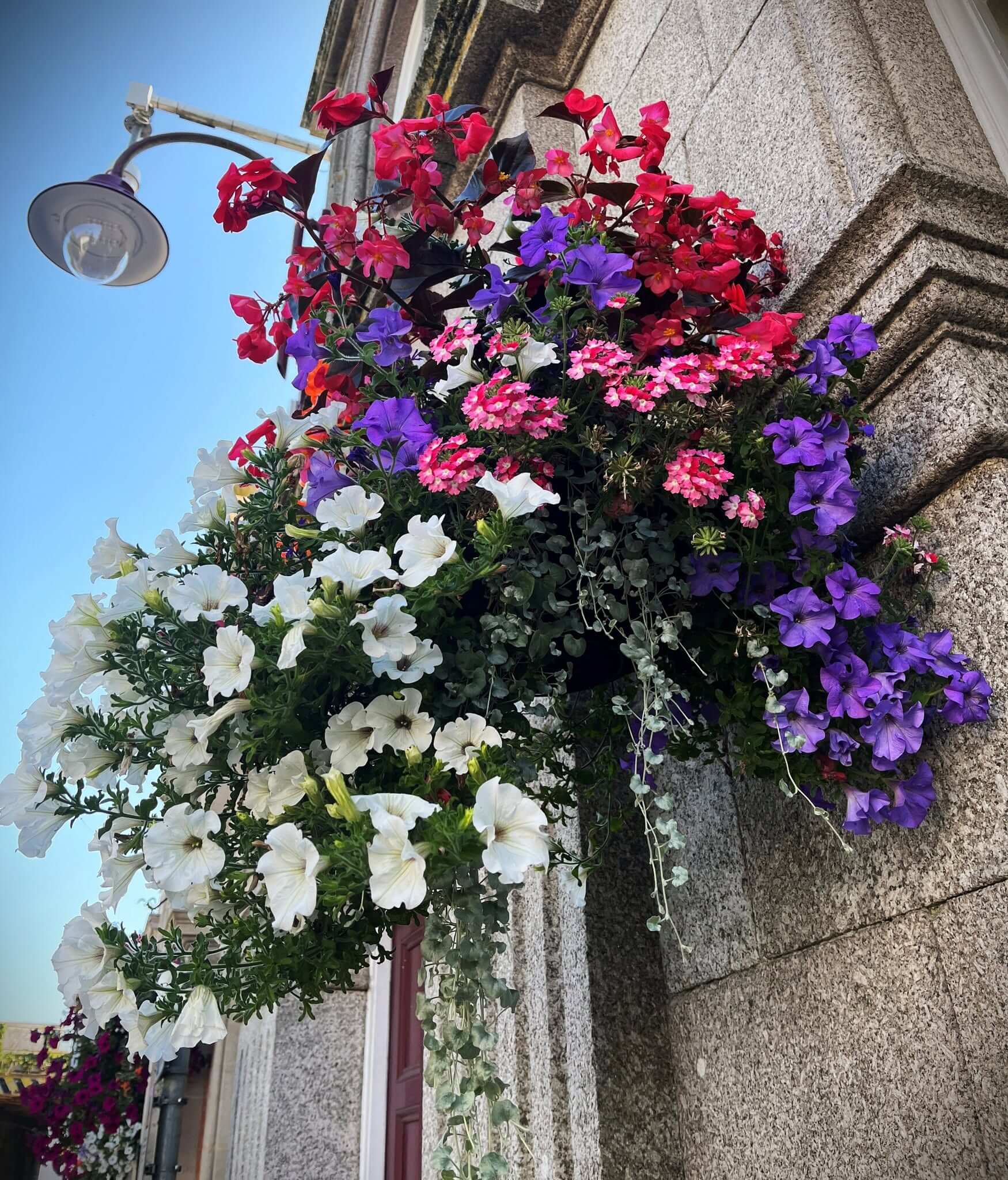 A hanging basket of white and purple petunias, pink verbena and red begonias against a granite building in Redruth town centre