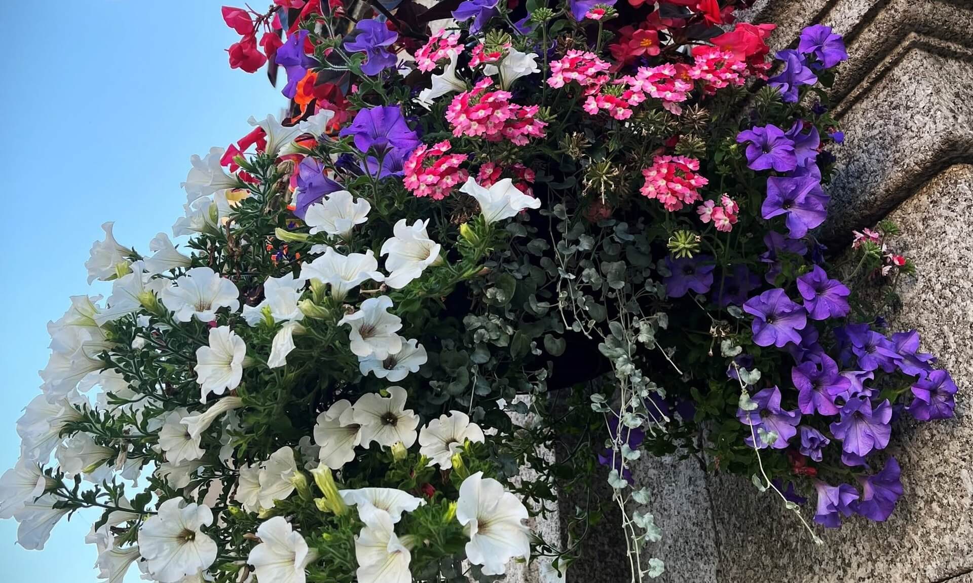 A hanging basket of white and purple petunias, pink verbena and red begonias against a granite building in Redruth town centre