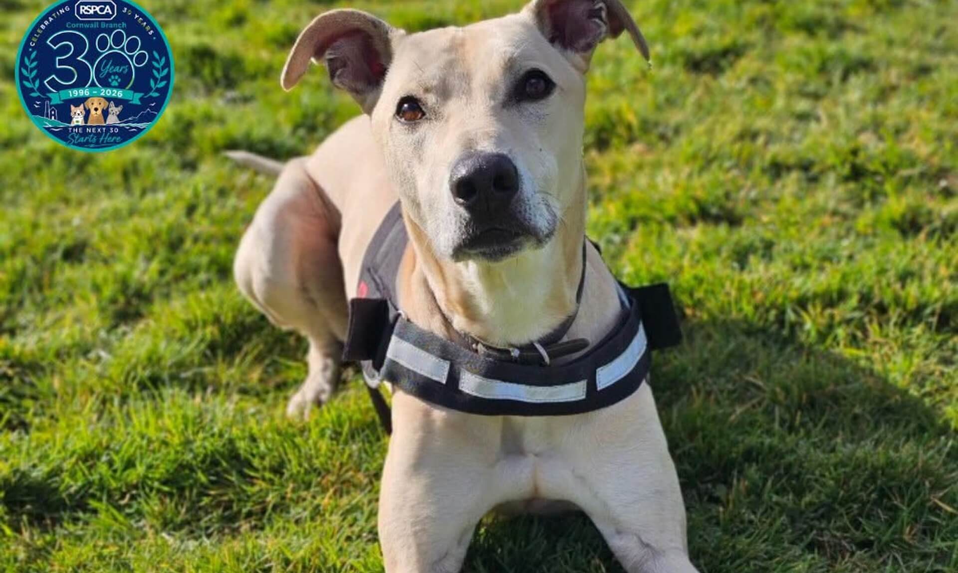 Rosco, a cream Lurcher cross, lying on grass in a reflective harness and looking at the camera
