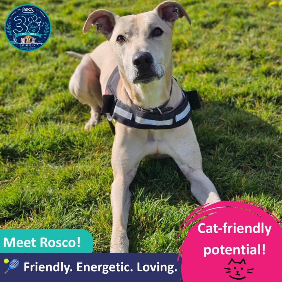 RSPCA Cornwall card for Rosco, a cream Lurcher cross lying on grass, with the words Meet Rosco, Cat-friendly potential and Friendly, Energetic, Loving