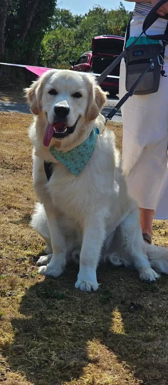 Golden retriever wearing a bandana at Silverbow Country Park