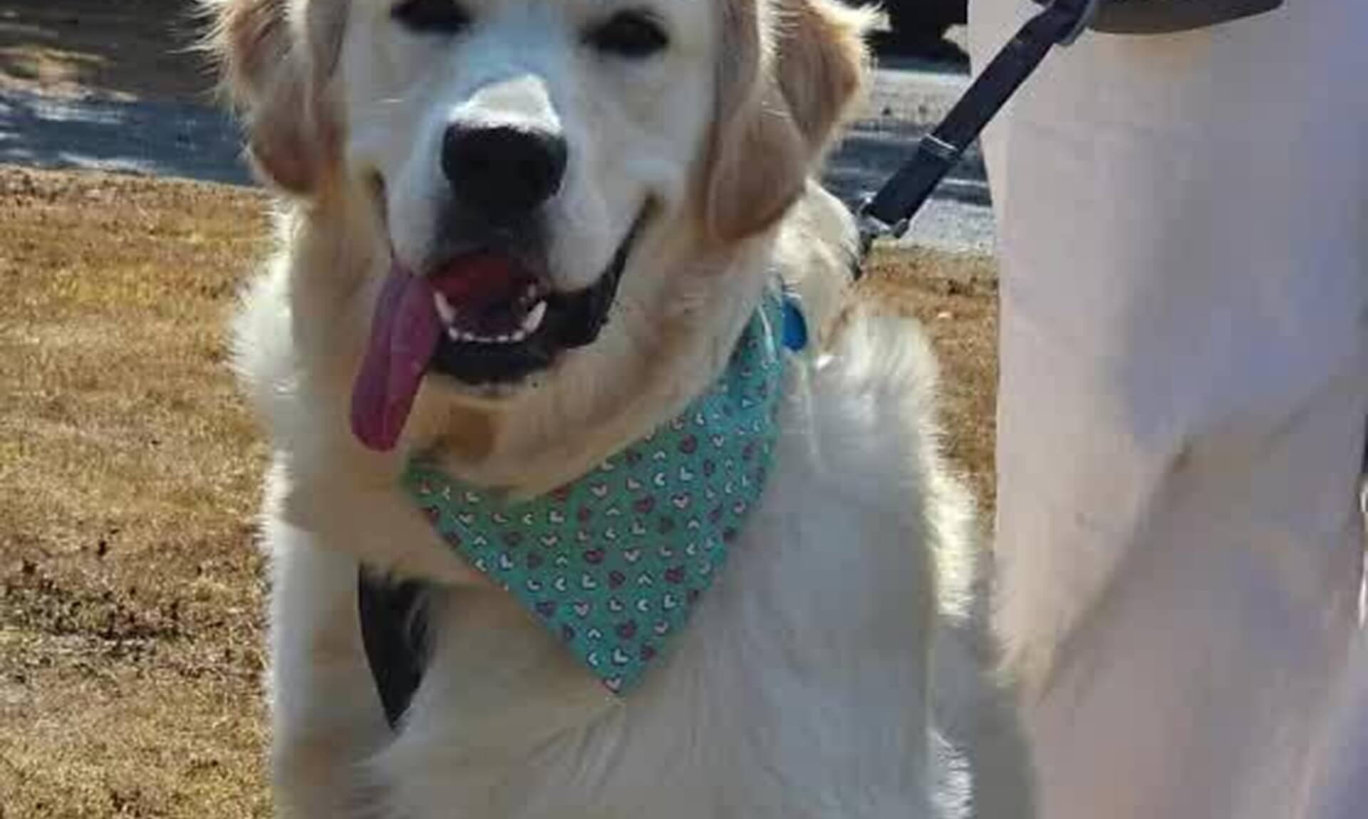 Golden retriever at the RSPCA Cornwall Paws for a Cause fun day