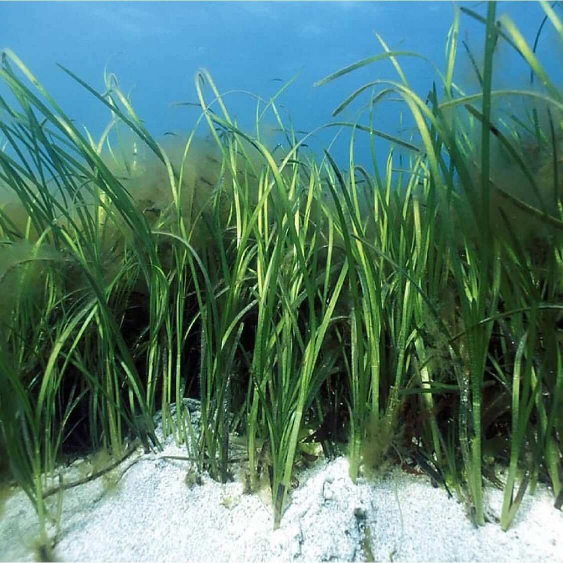 Seagrass meadow growing on the seabed in Cornwall
