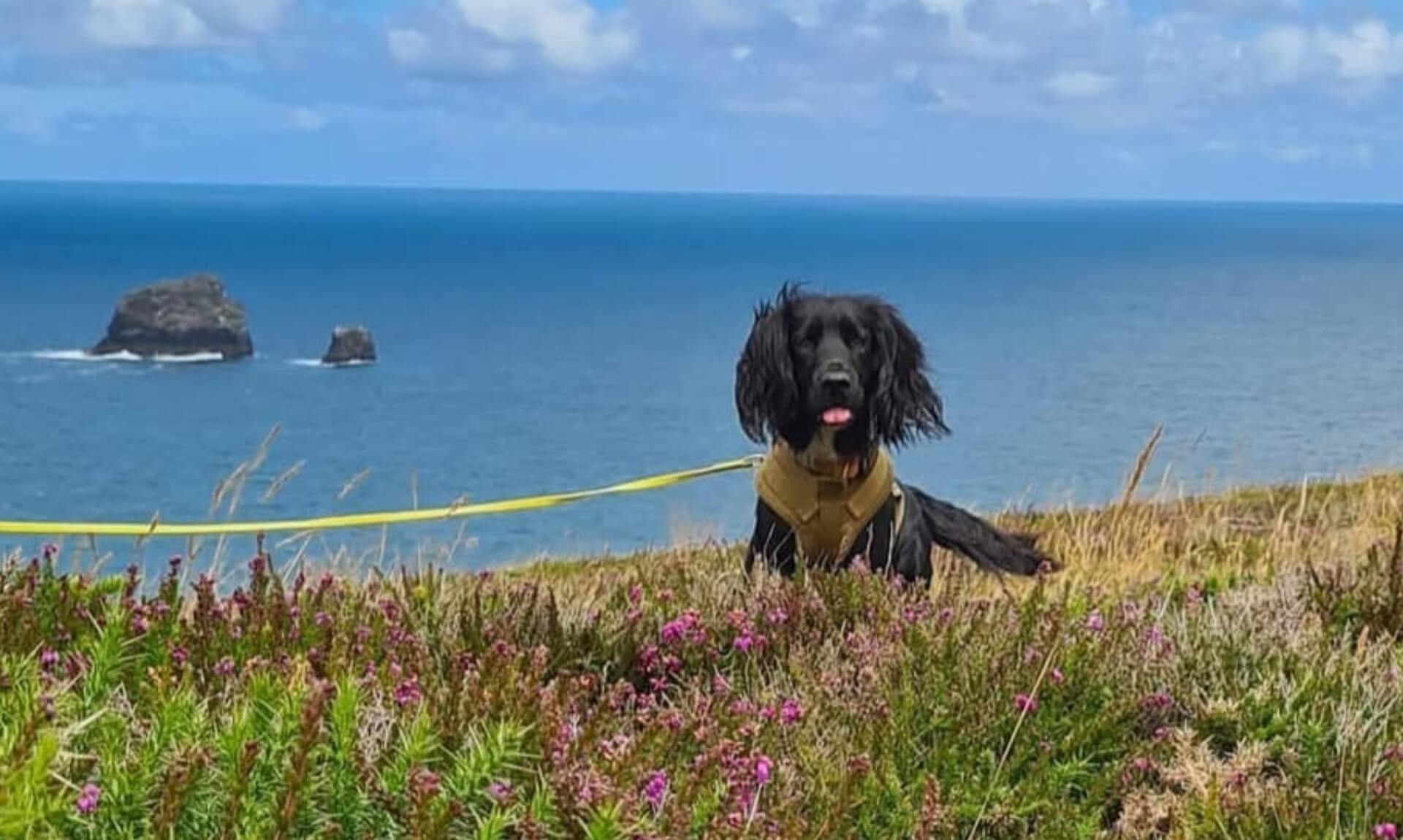 A black search dog in a working harness lies in cliff-top heather above the sea in Cornwall