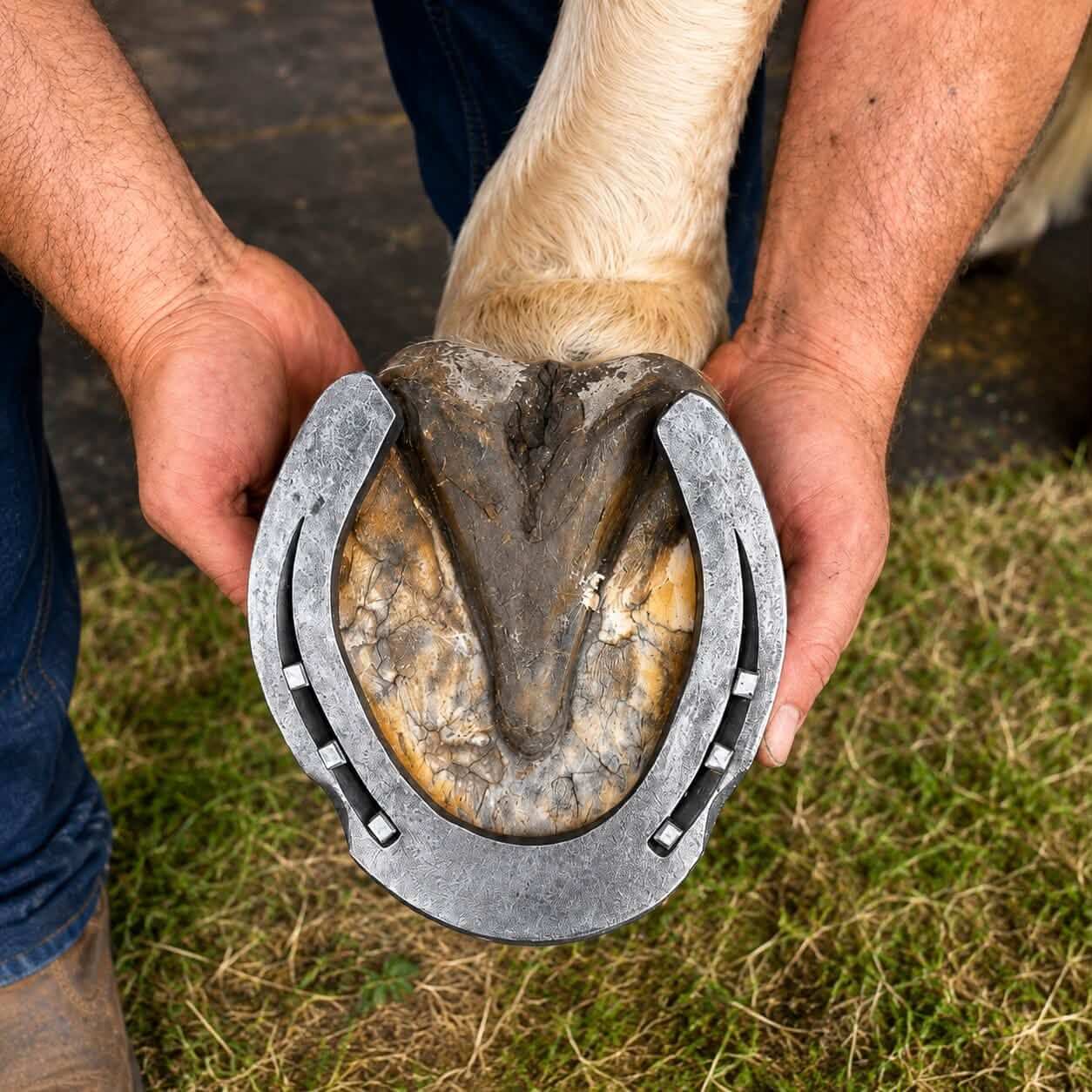 A farrier fitting a horseshoe to a pony's hoof