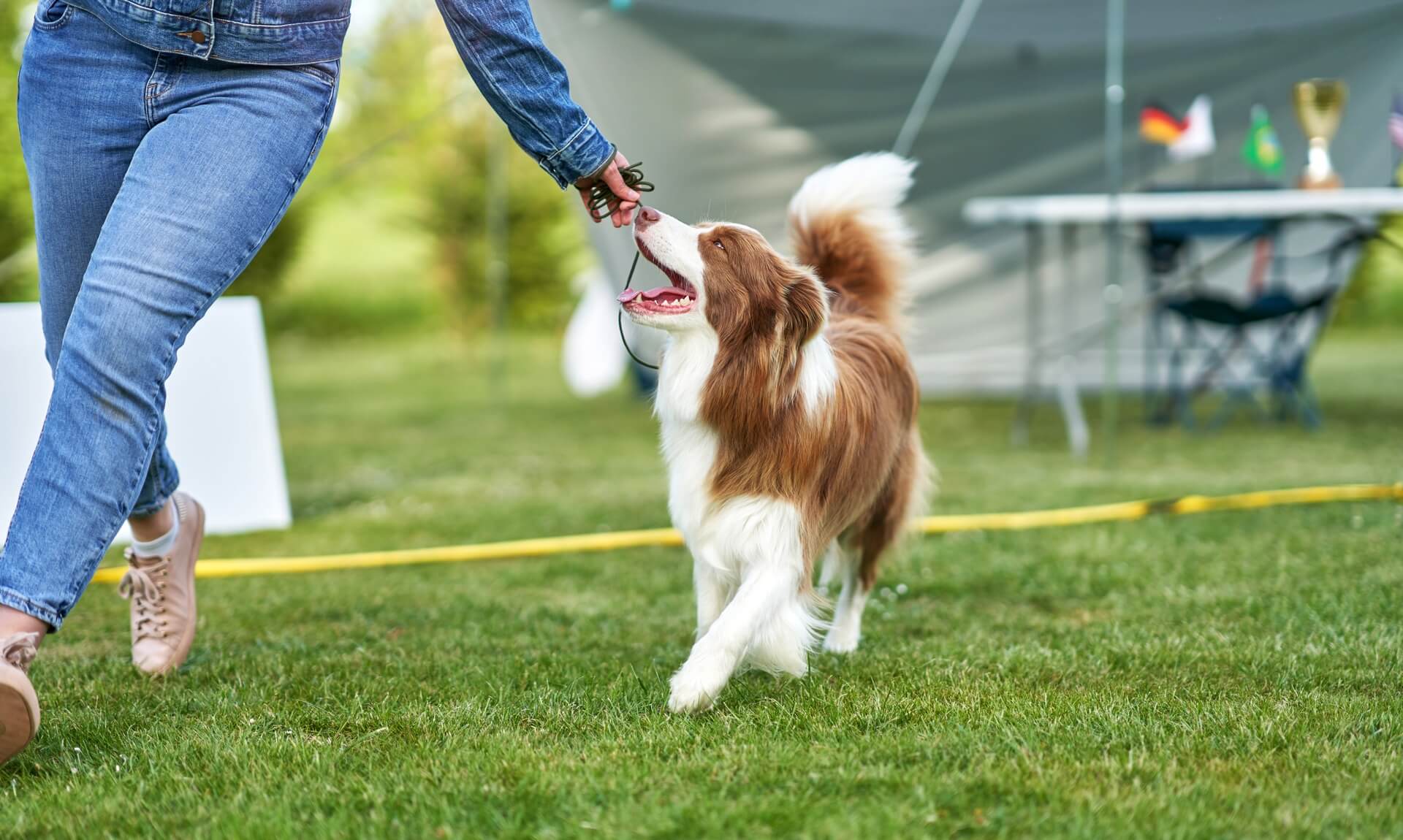 A brown and white collie at an outdoor dog show, walking on the grass beside its handler