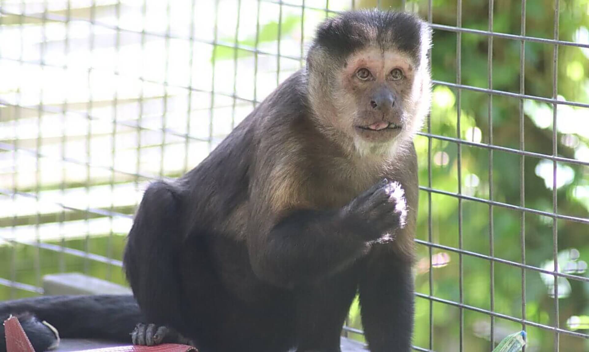 A capuchin monkey at Wild Futures' Monkey Sanctuary in Cornwall