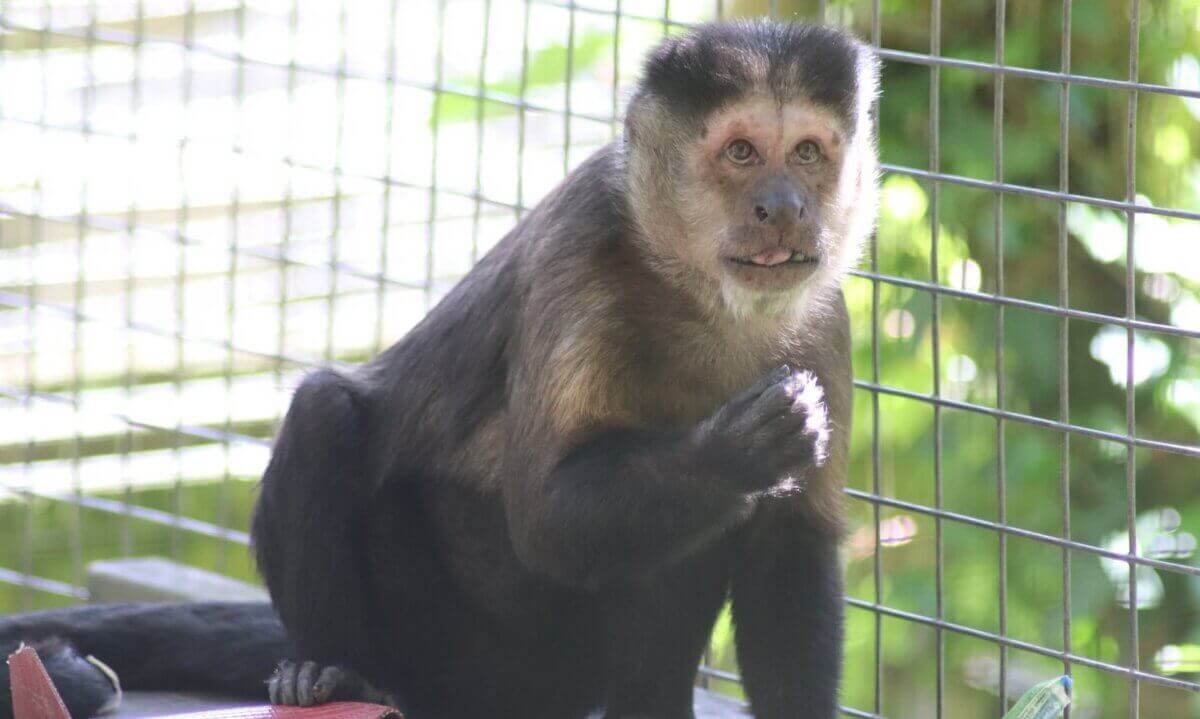 A capuchin monkey at Wild Futures' Monkey Sanctuary in Cornwall