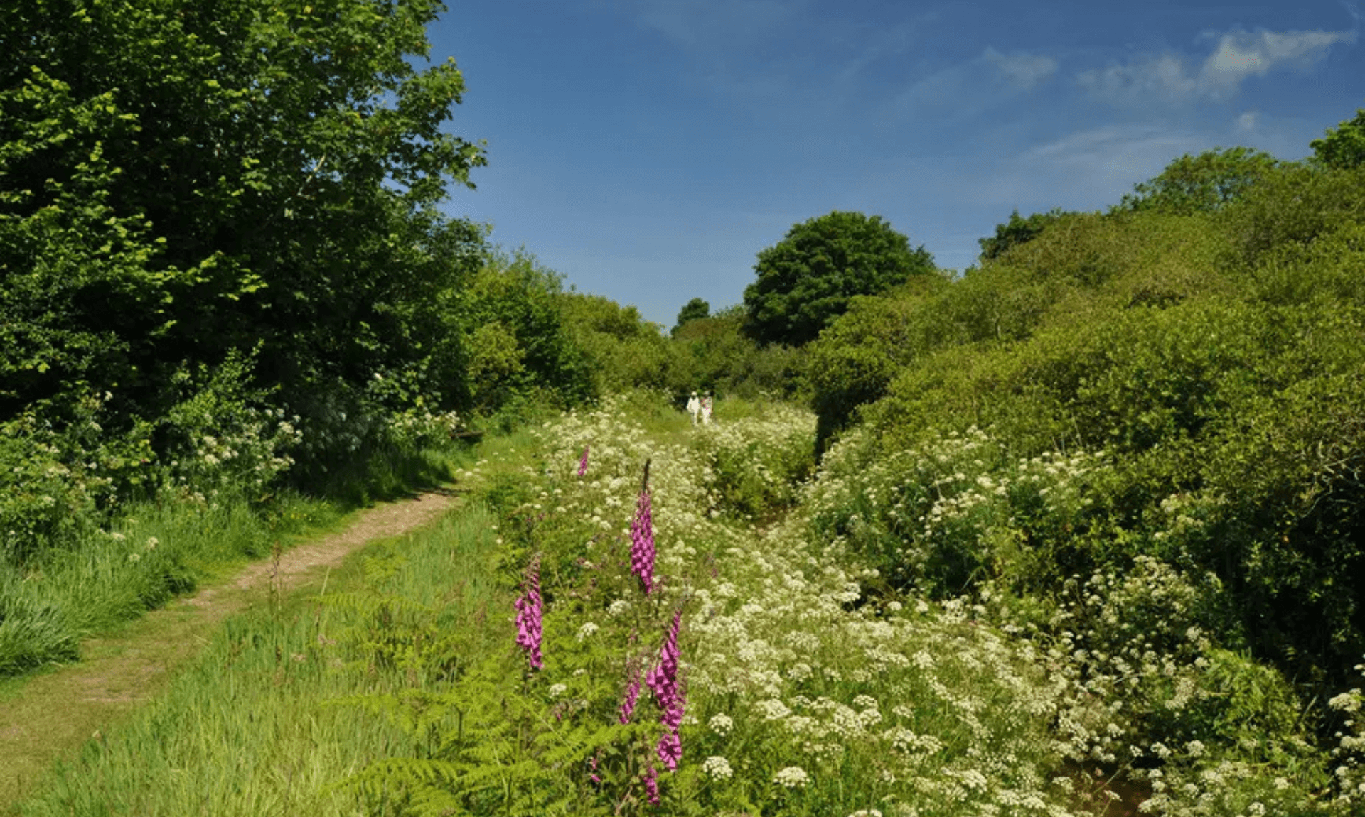 Wildflower-lined path in the Hayle Valley near St Erth