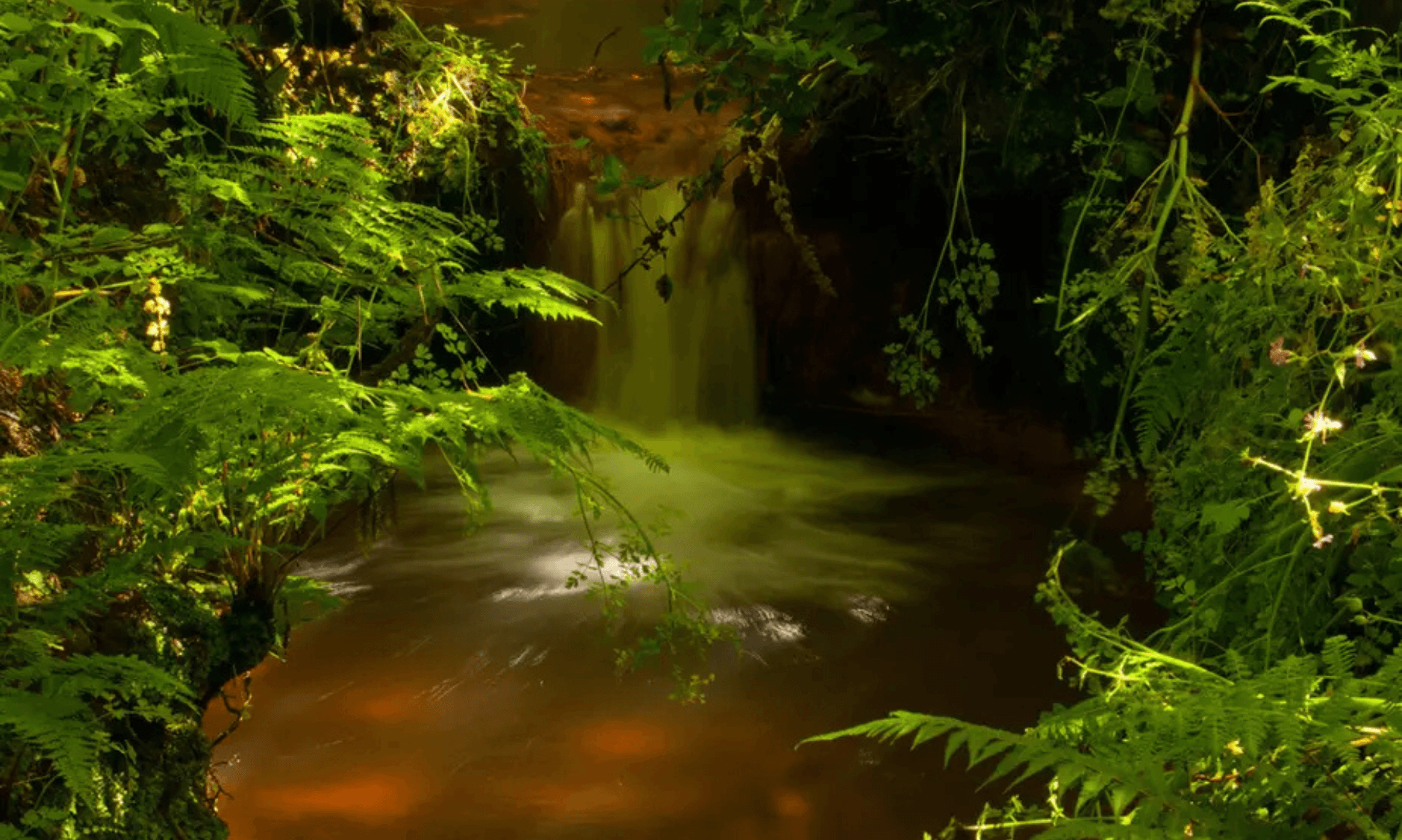 Waterfall and ferns in the Lappa Valley near St Newlyn East